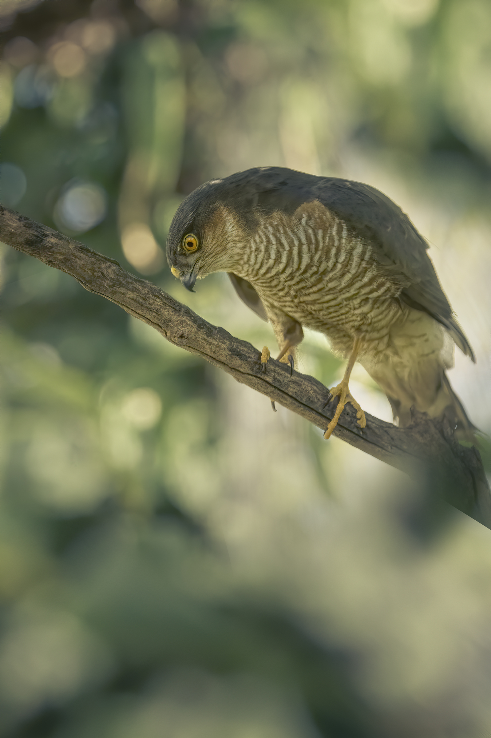 sparrowhawk