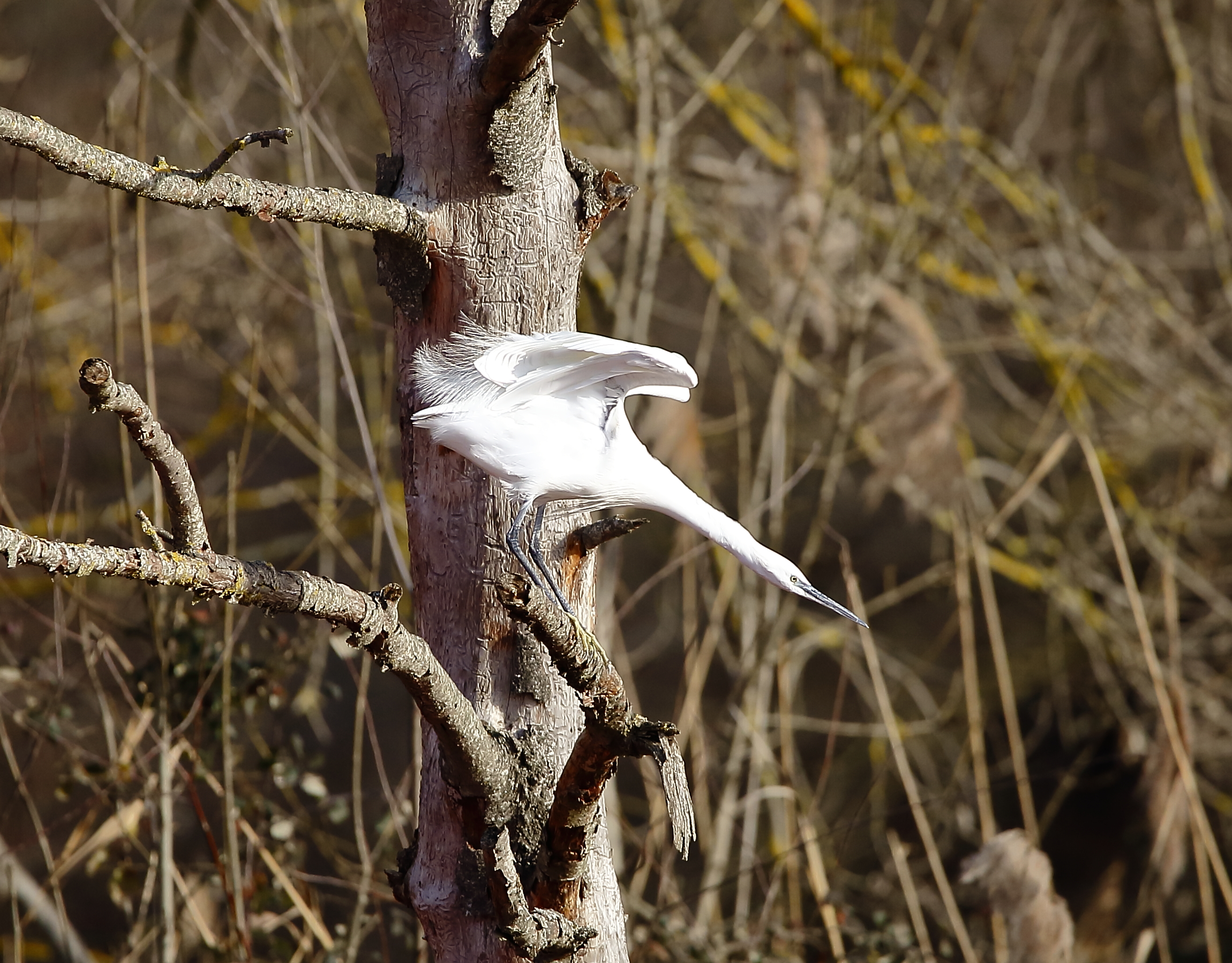 ready to take flight