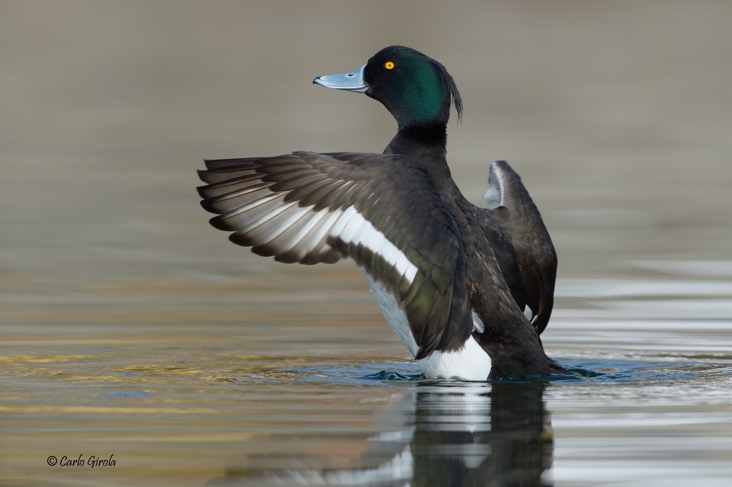 Moretta (Aythya fuligula)
