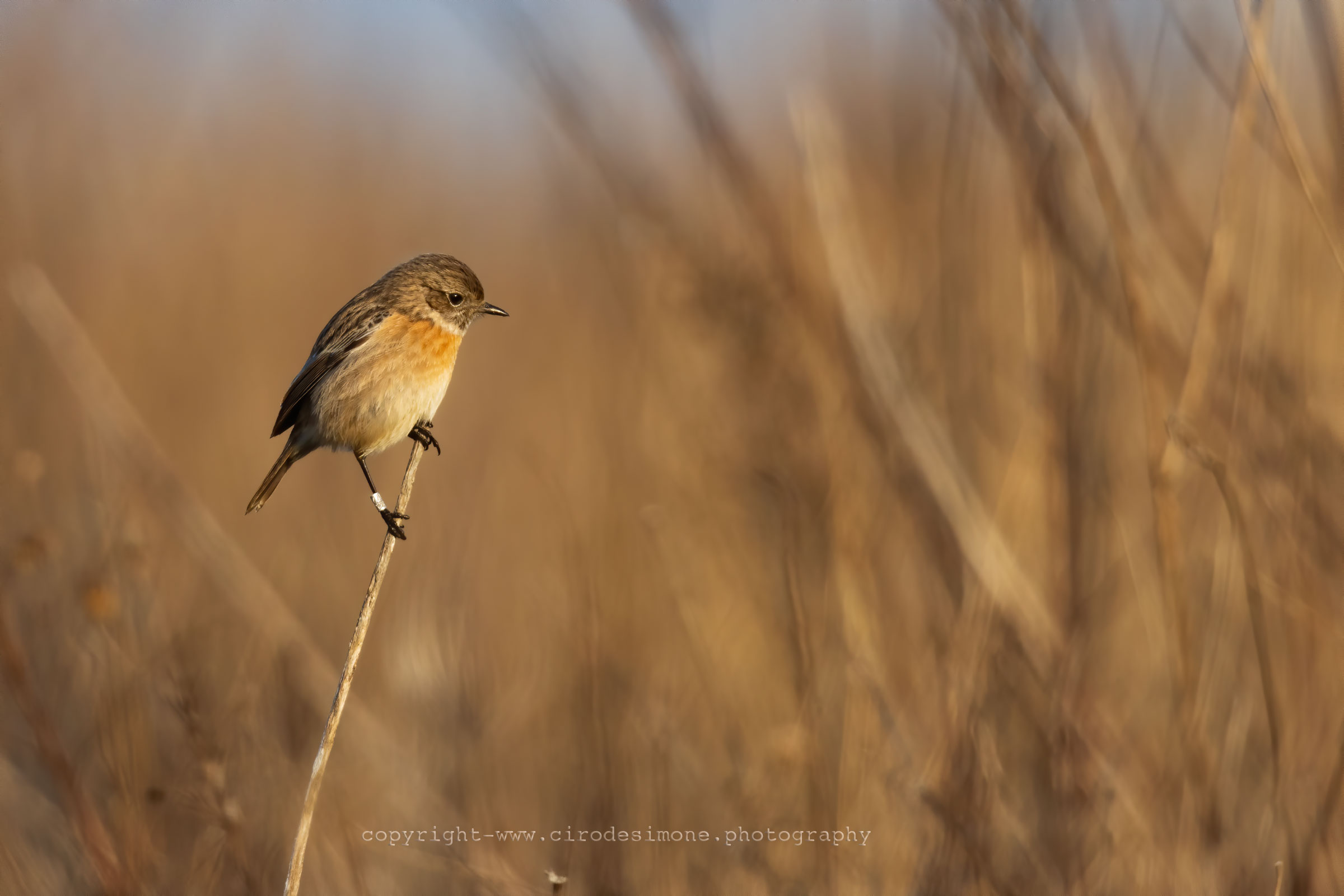 Saltimpalo with ring