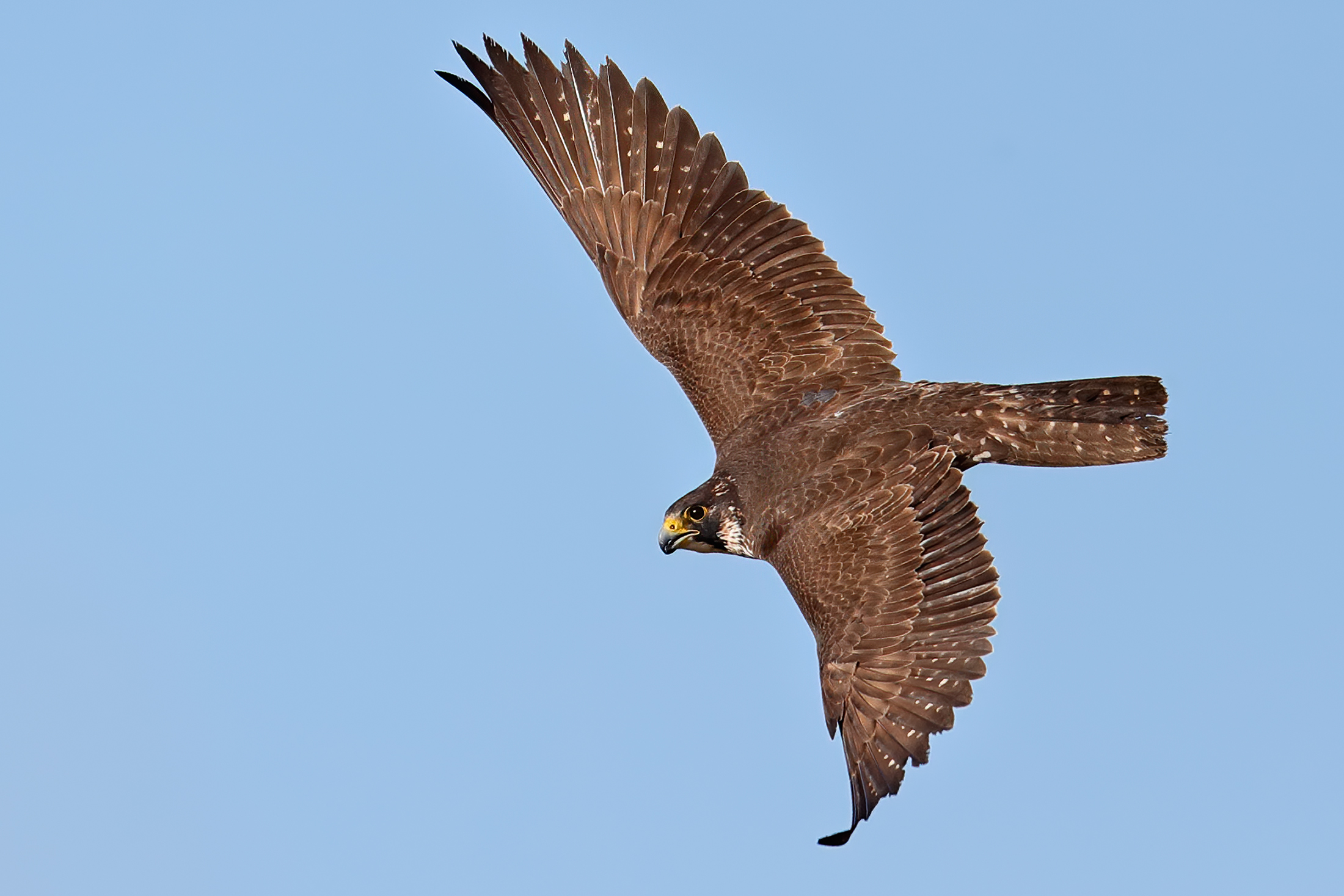 Le manovre ardite... - Falco pellegrino