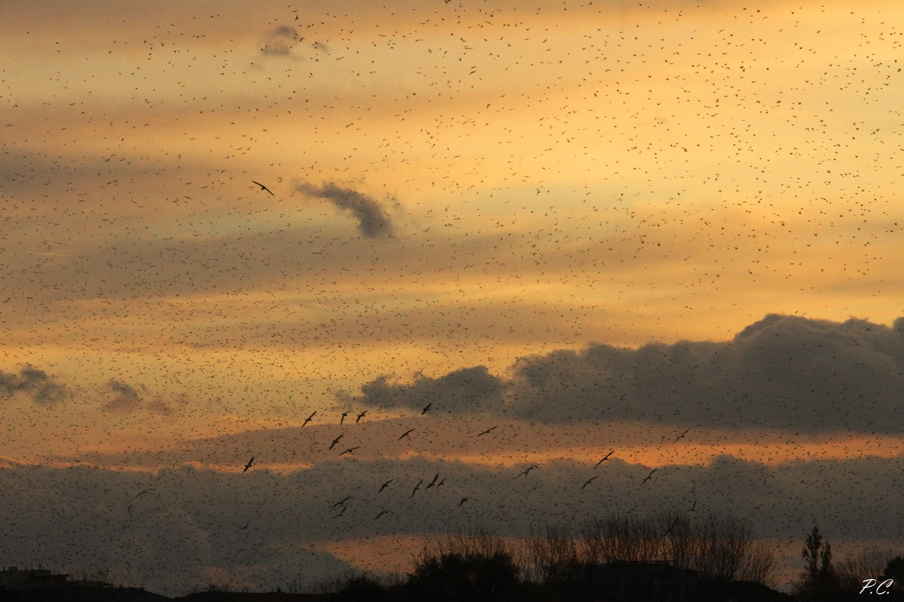 alba con storni e gabbiani