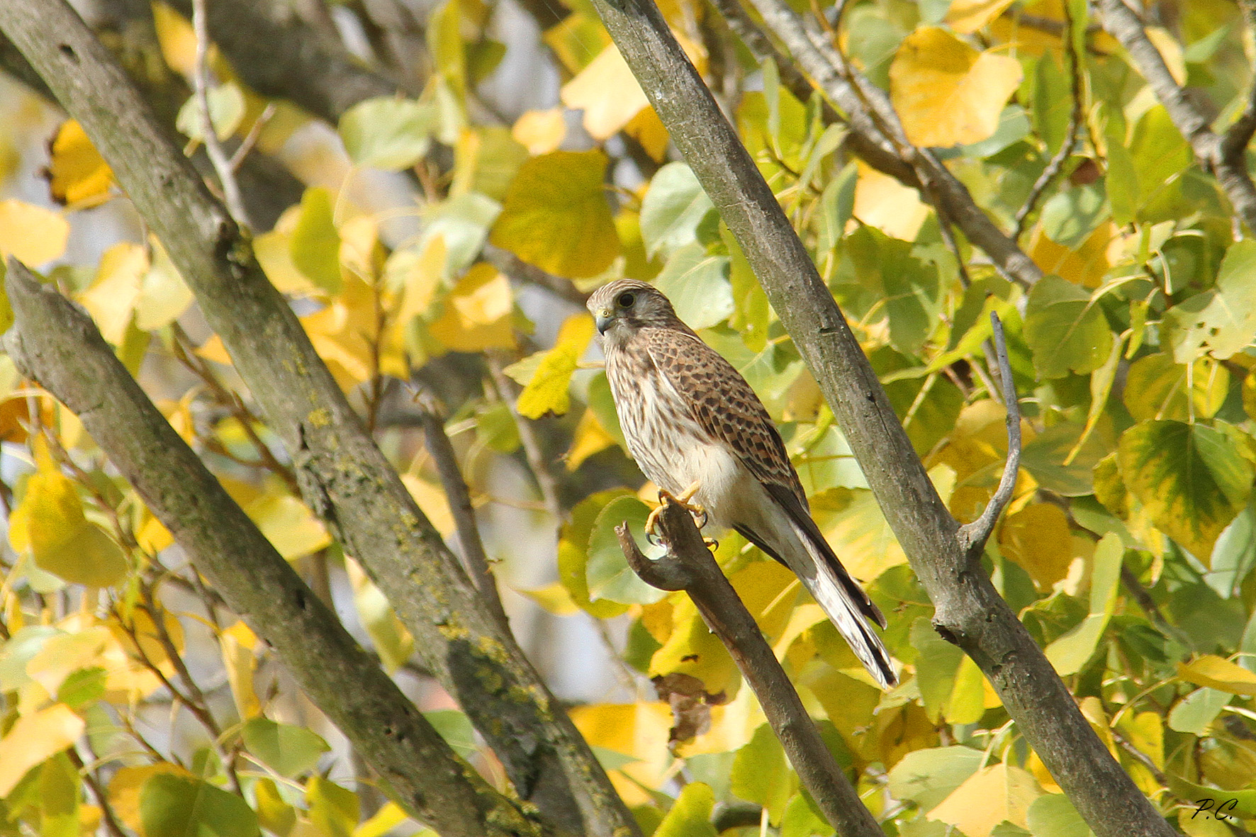 autumn kestrel