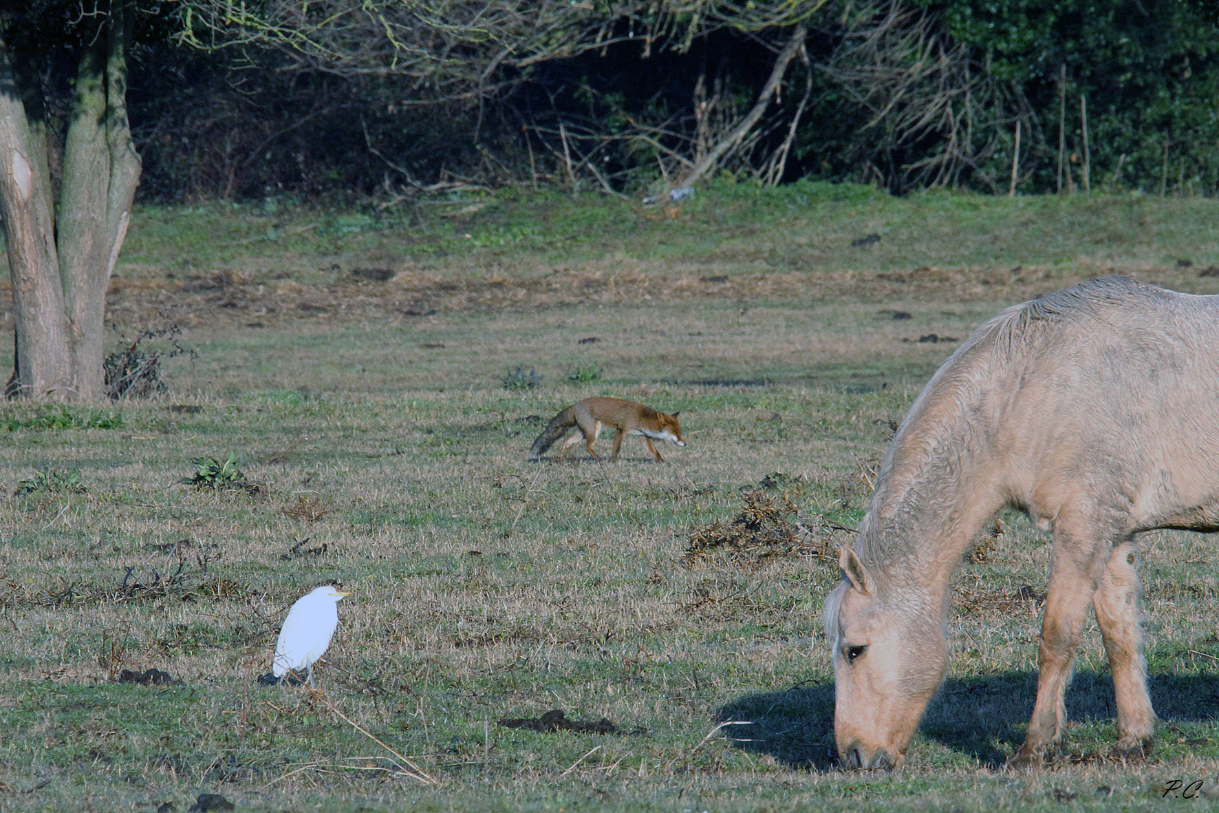guardabuoi between fox and horse