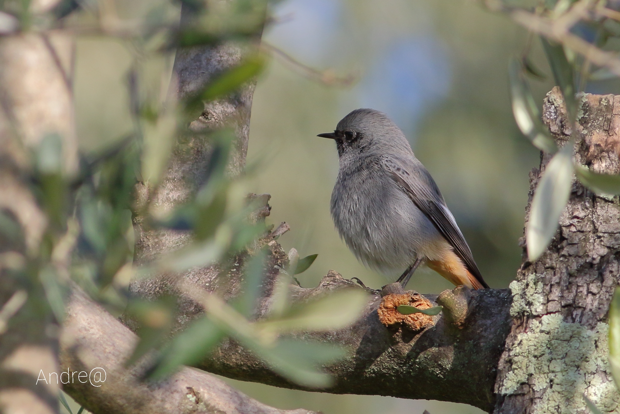 Codirosso spazzacamino