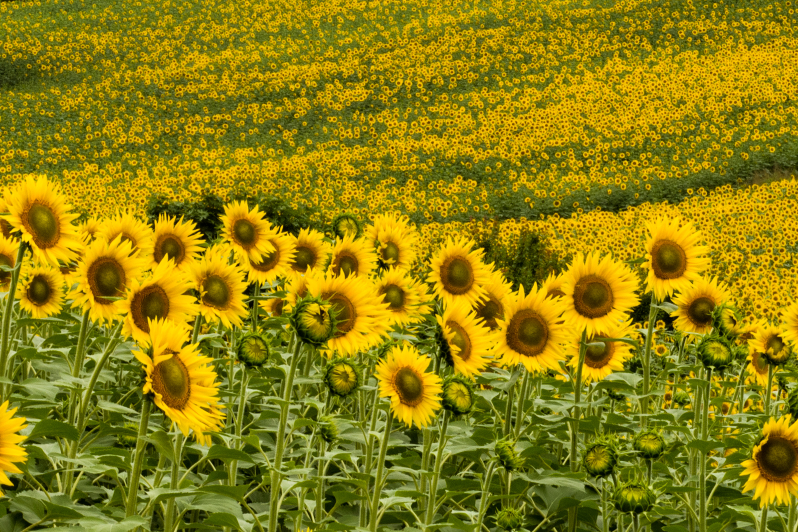 Sunflowers