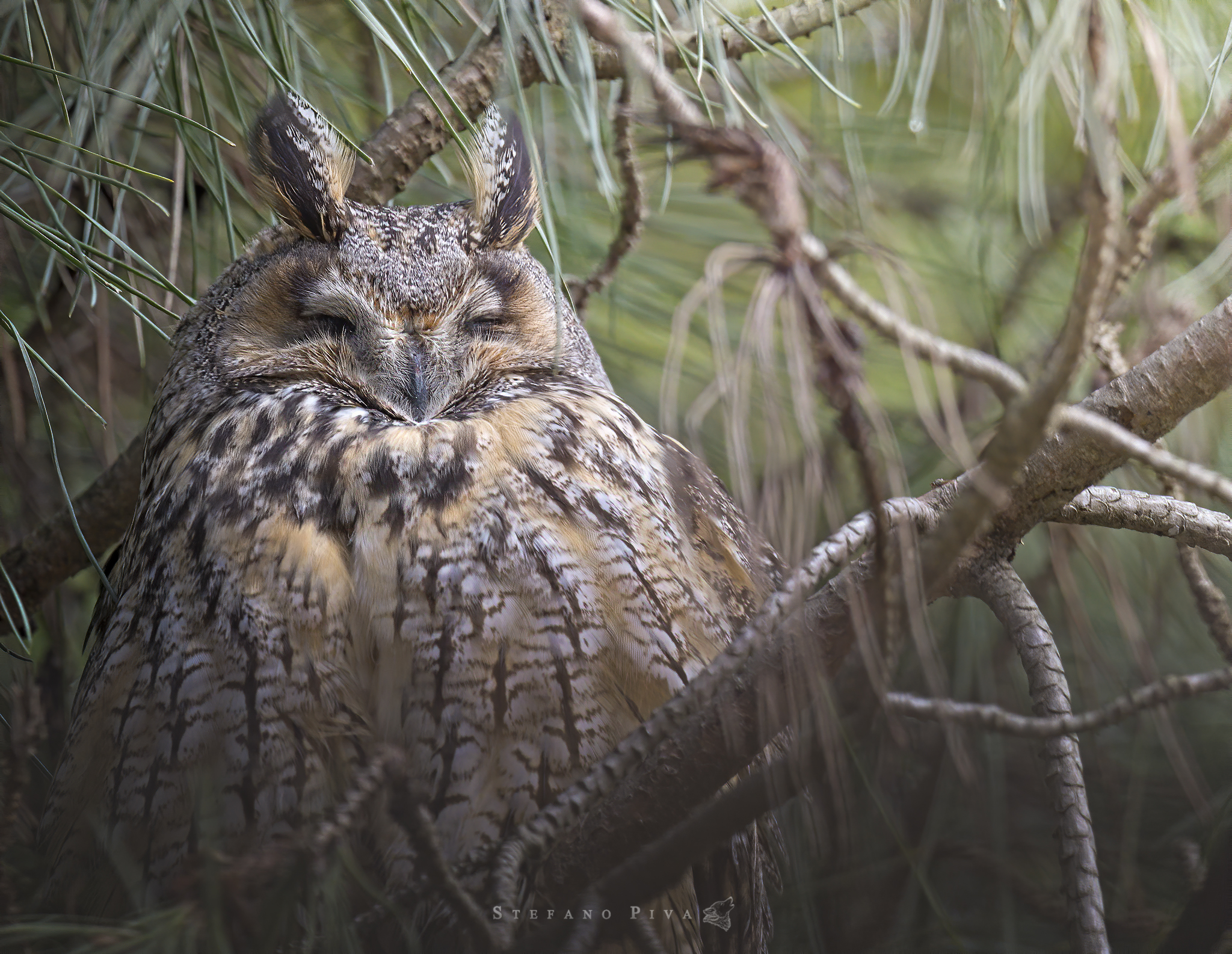 Common Owl (Asio otus)