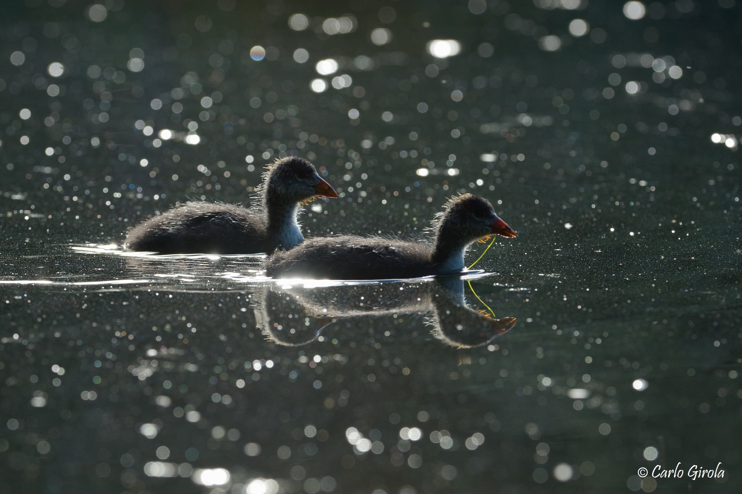 Folaghe (Fulica atra)