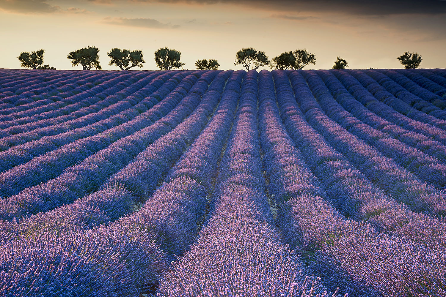 campo di lavanda al tramonto