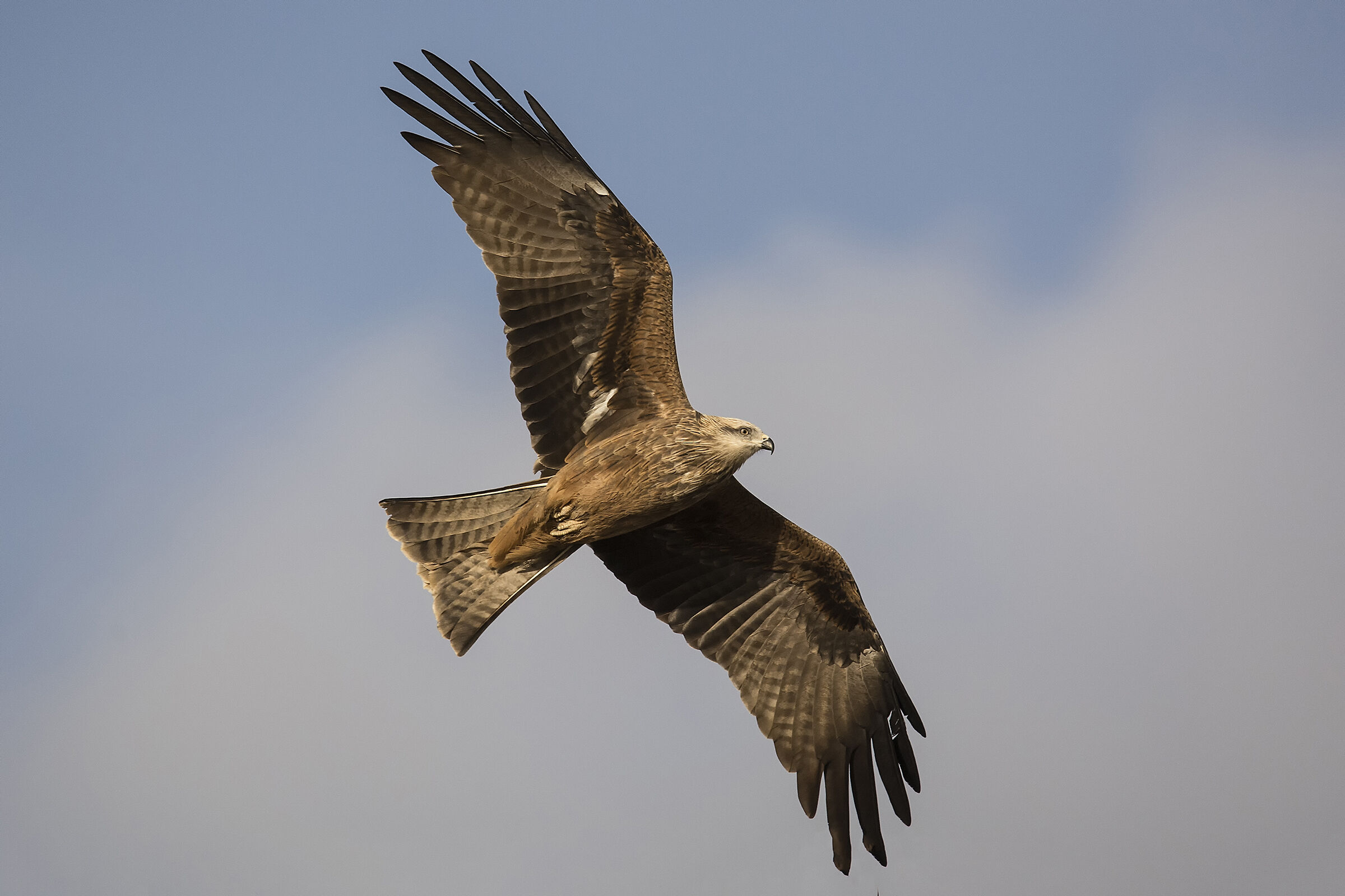 Brown kite
