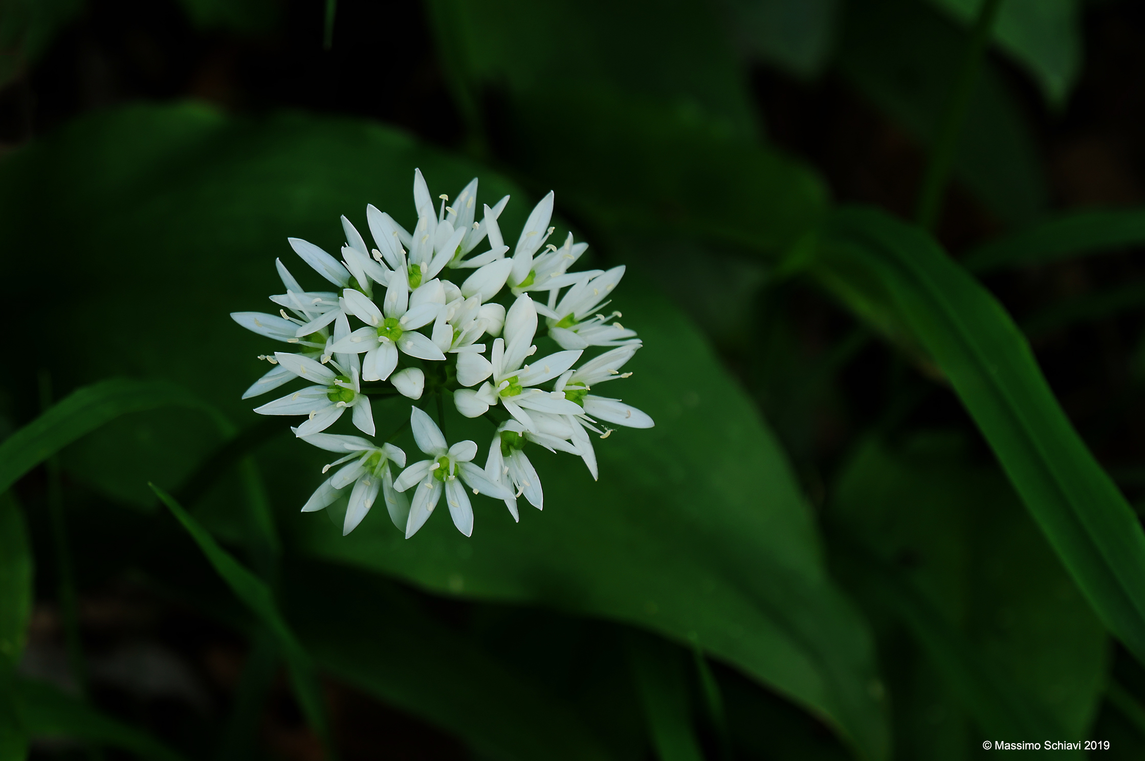Allium ursinum - Aglio orsino.