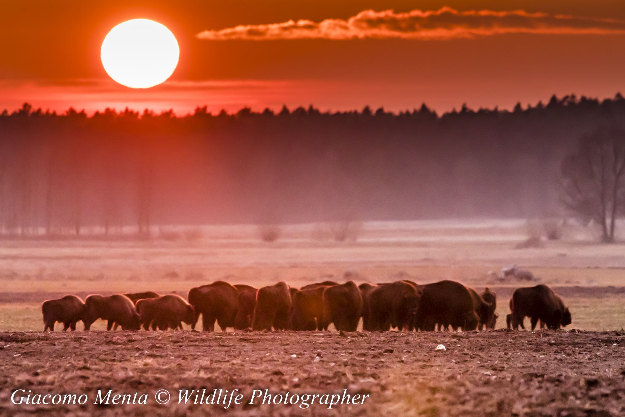 Bison at sunset