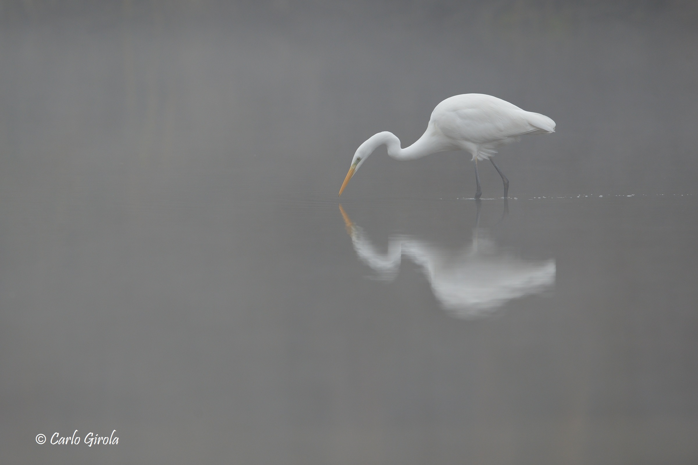 Airone bianco maggiore (Casmerodius albus)