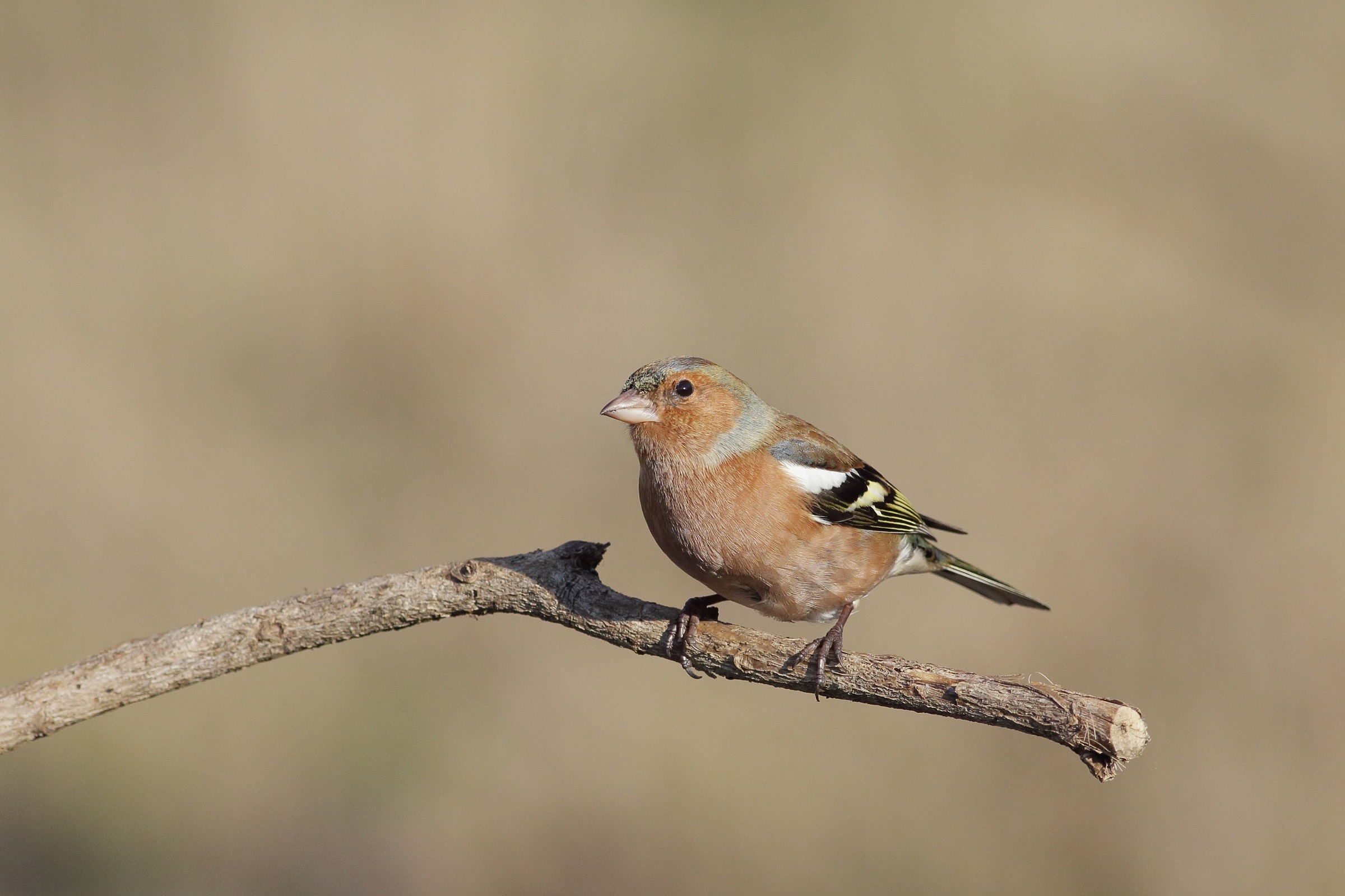 fringilla coelebs finch