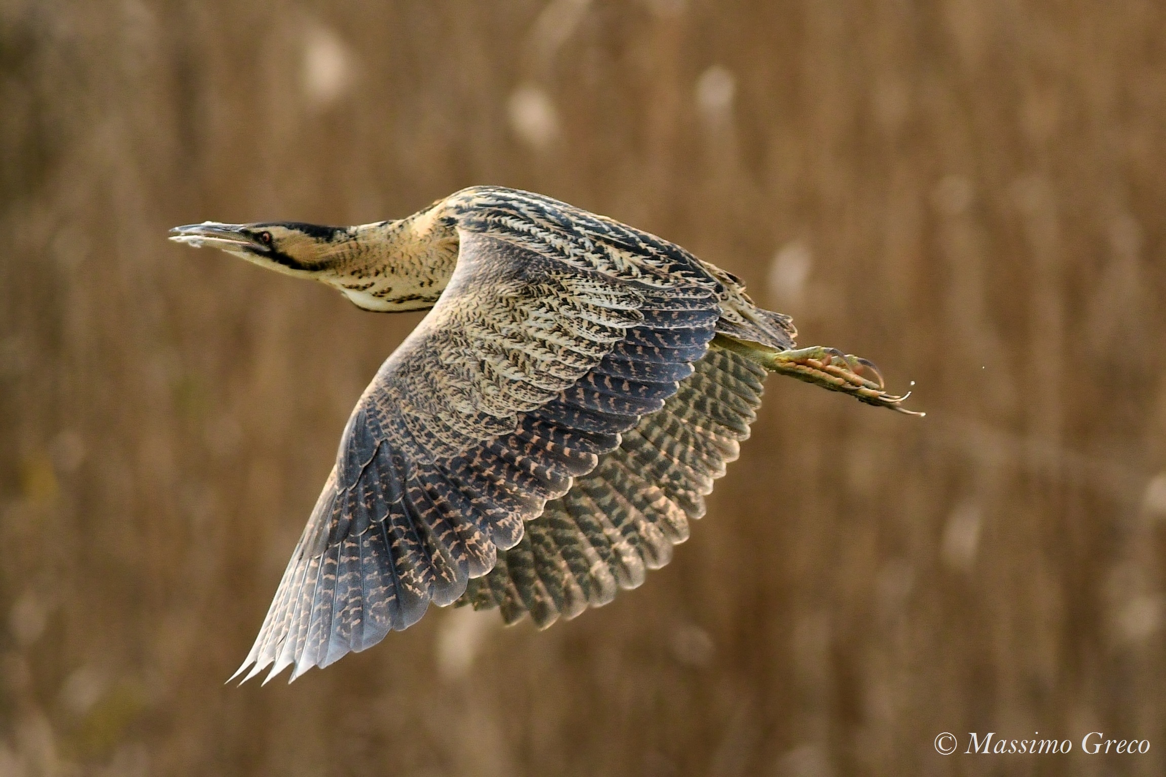 Tarabuso, the king of the reed