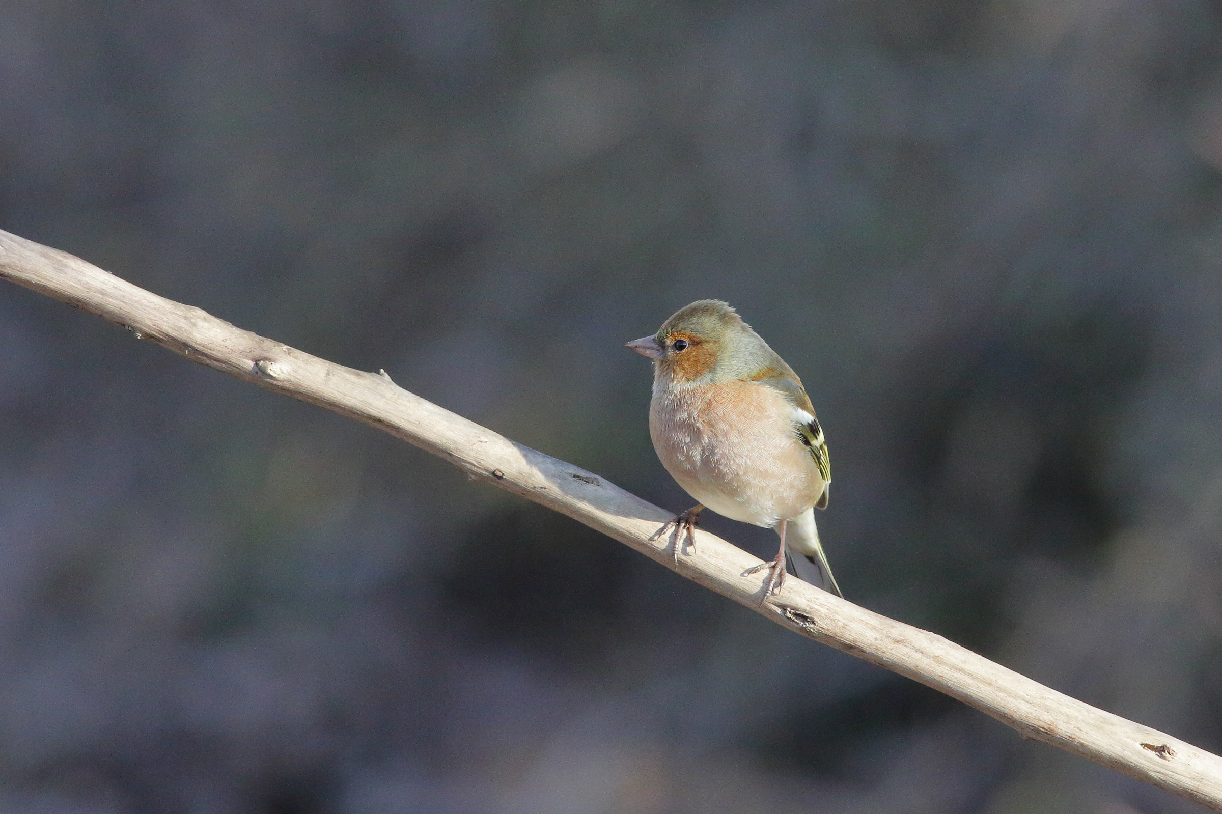 fringilla coelebs finch