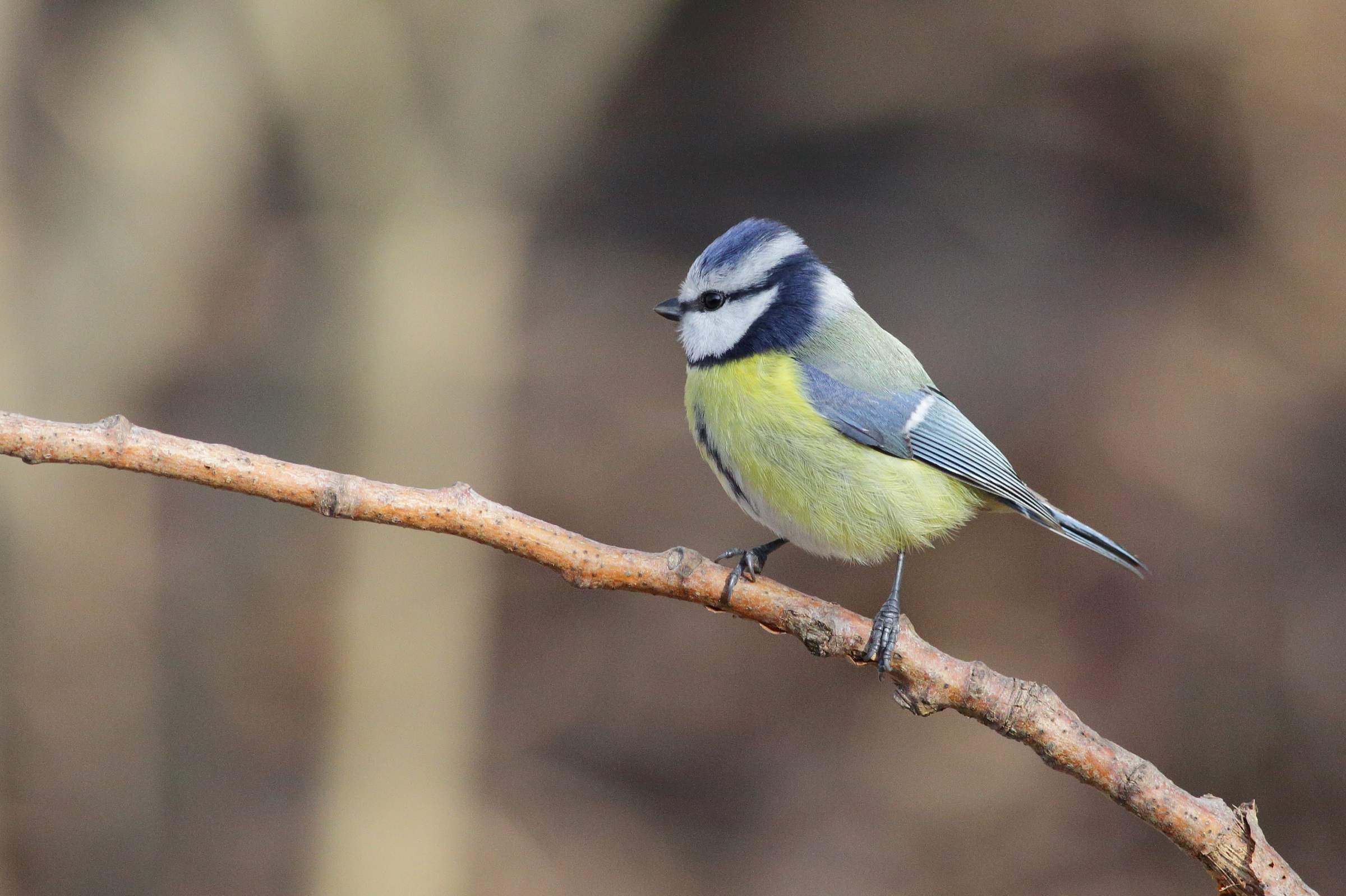 cinciarella Parus ceruleus