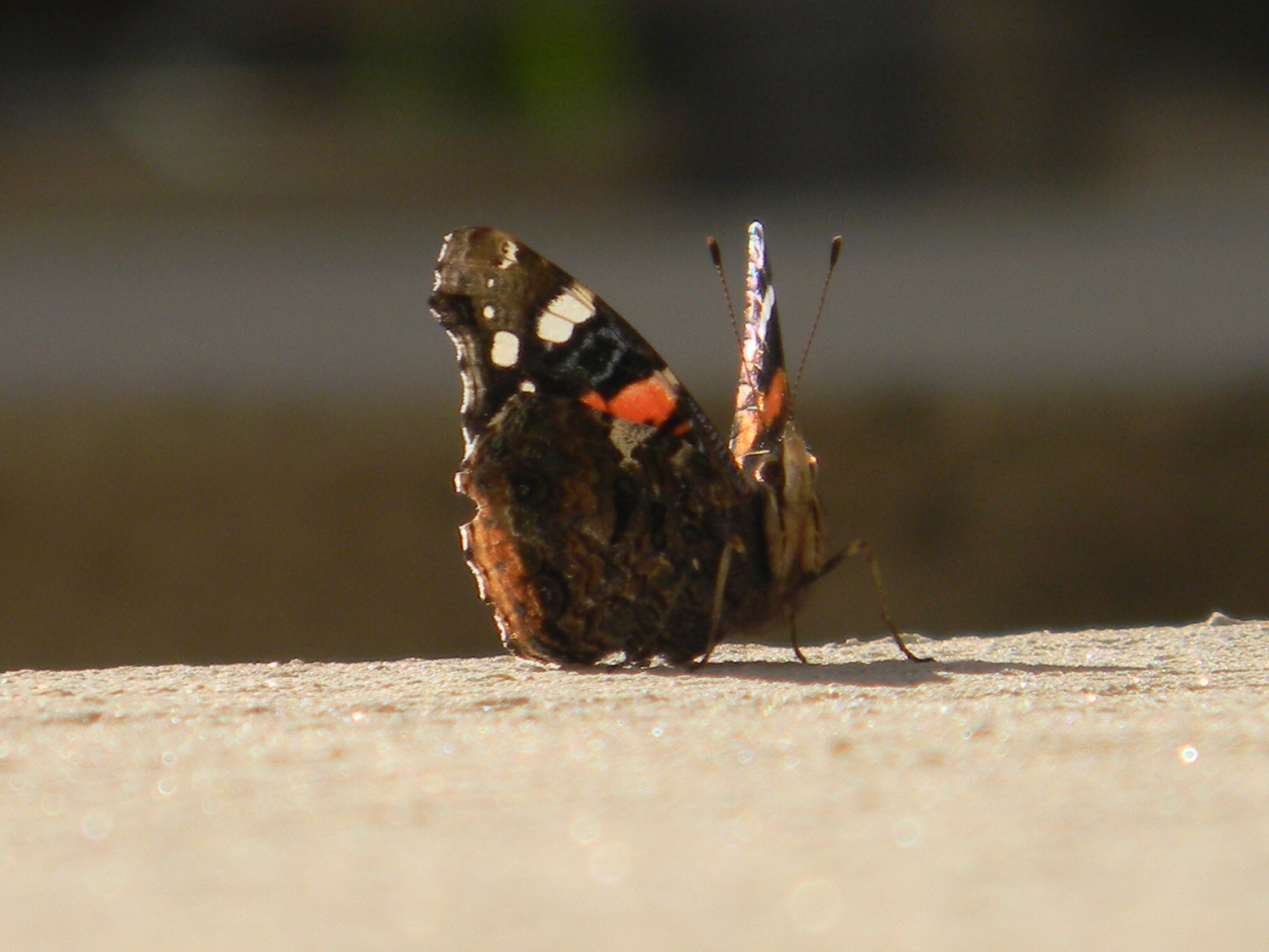 a butterfly in January!