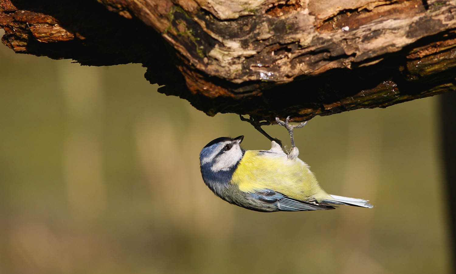 Like a woodpecker mason