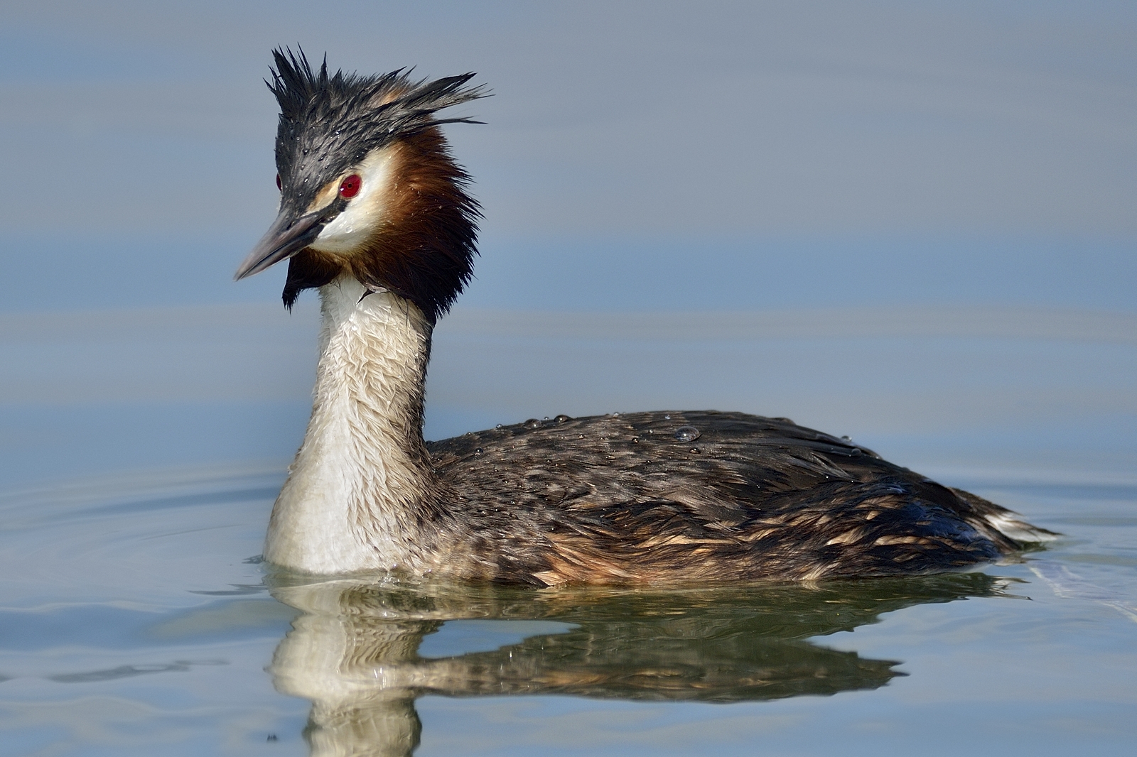 Grebe