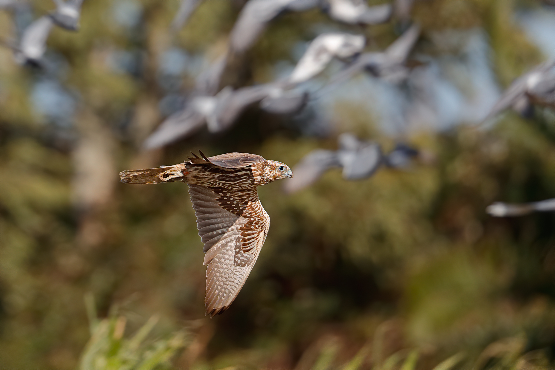 Seminando il panico fra i piccioni-Falco sacro a caccia