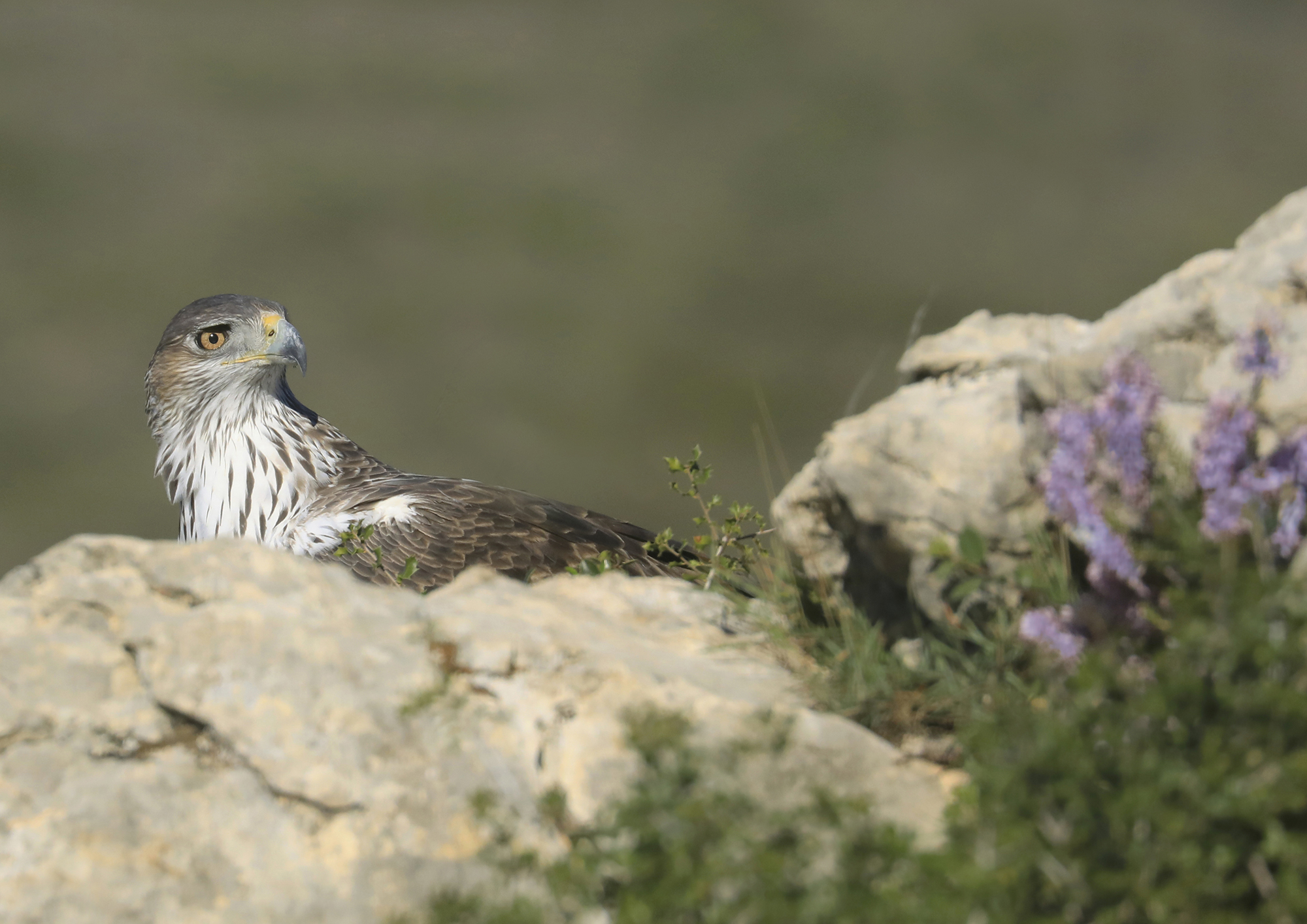 aquila del Bonelli maschio