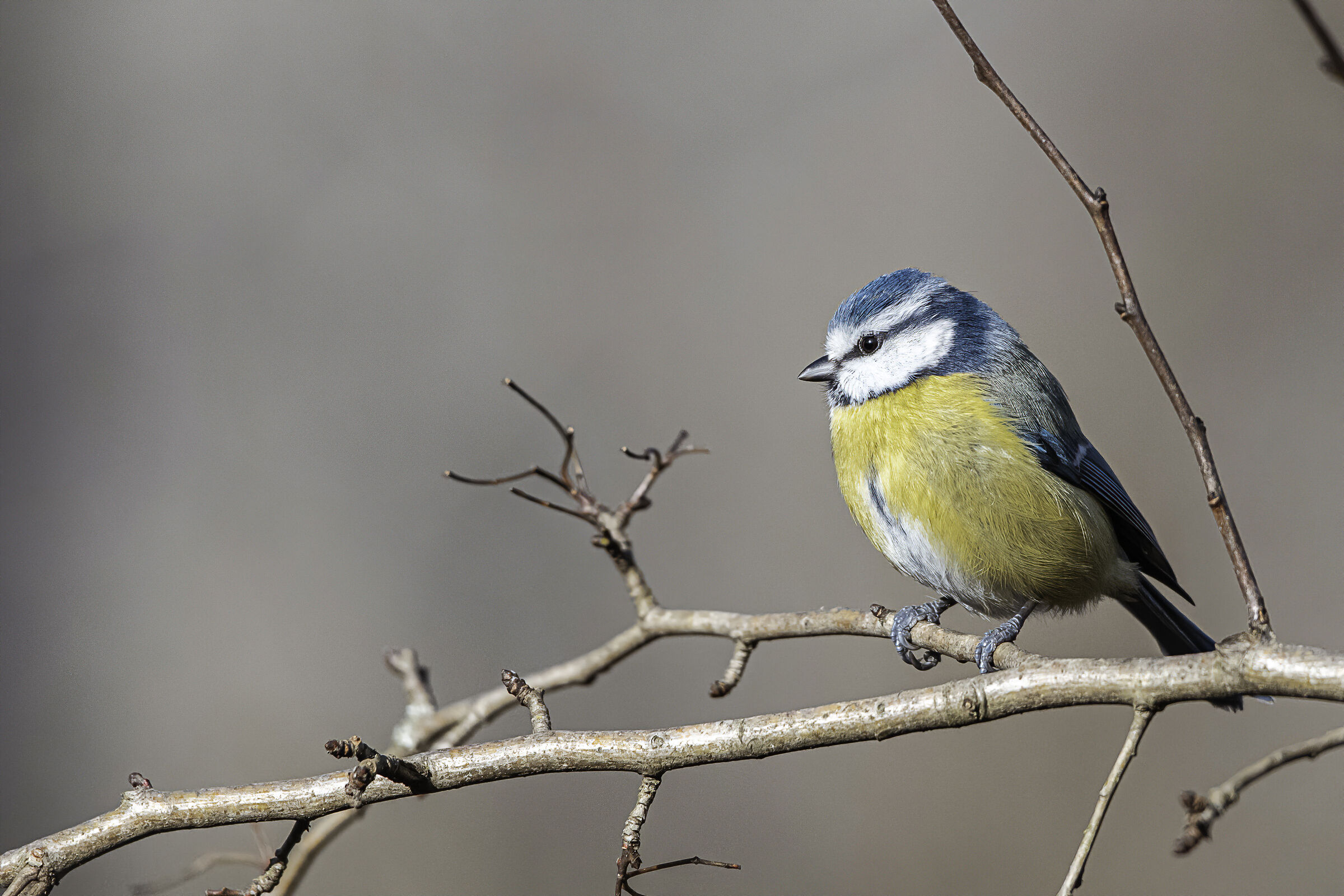 lo sguardo attento della cinciarella