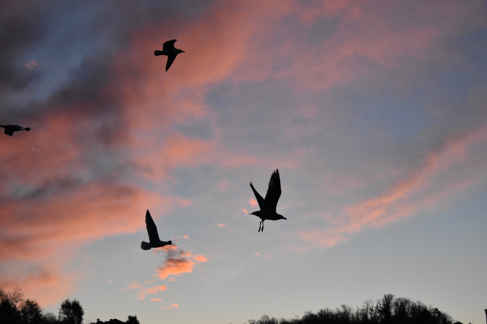 Seagulls, S.C.