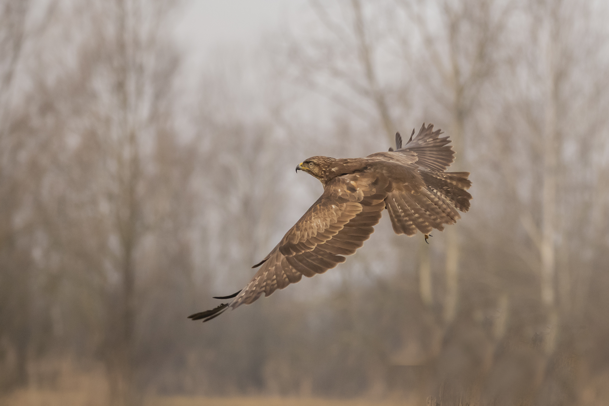 buzzaplane in flight