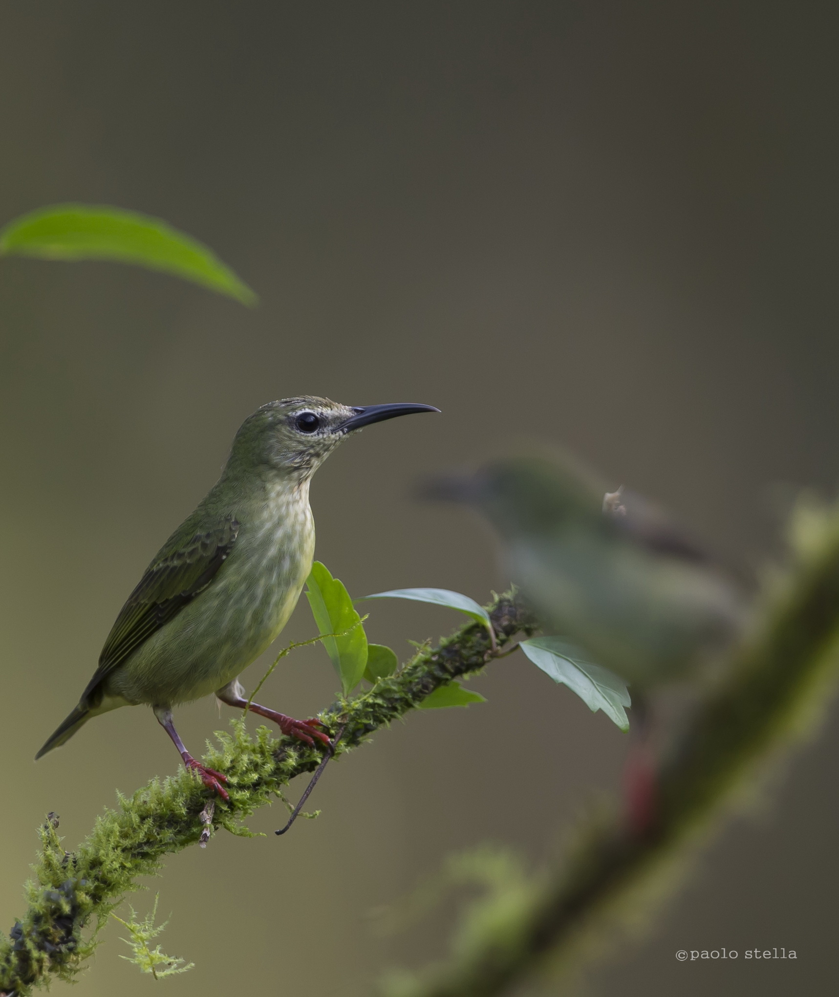 Green-Flycatcher