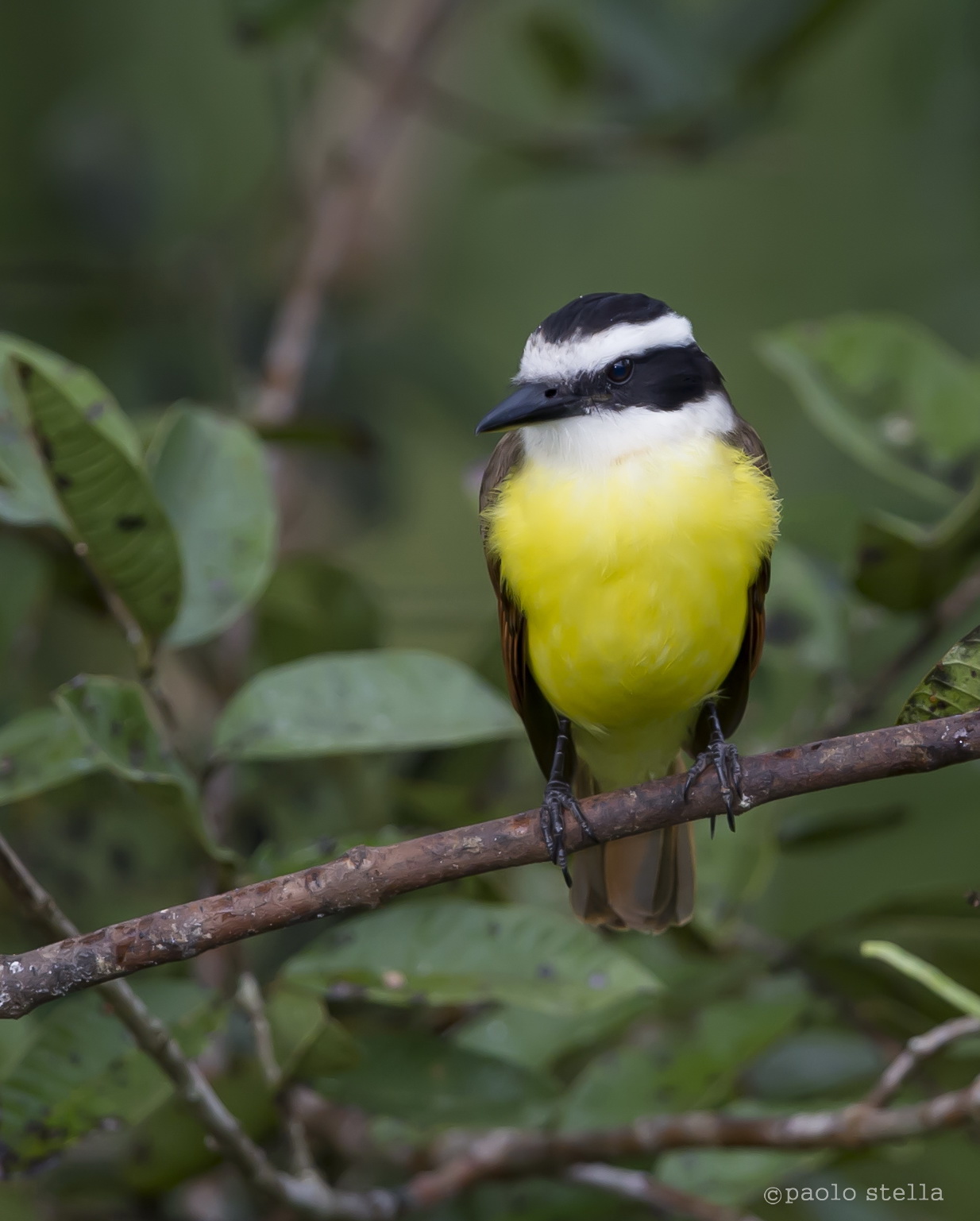 Great Kiskadee