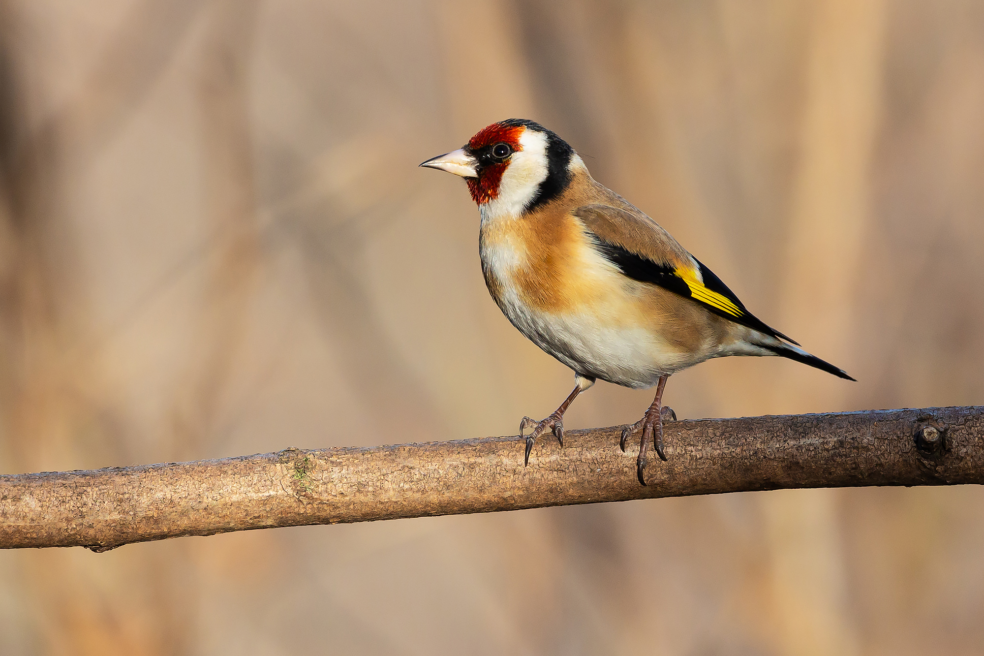 Goldfinch