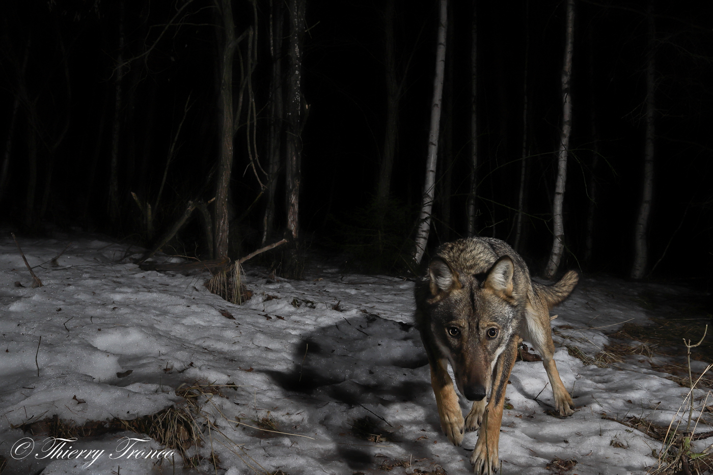 Che occhi grandi che hai...