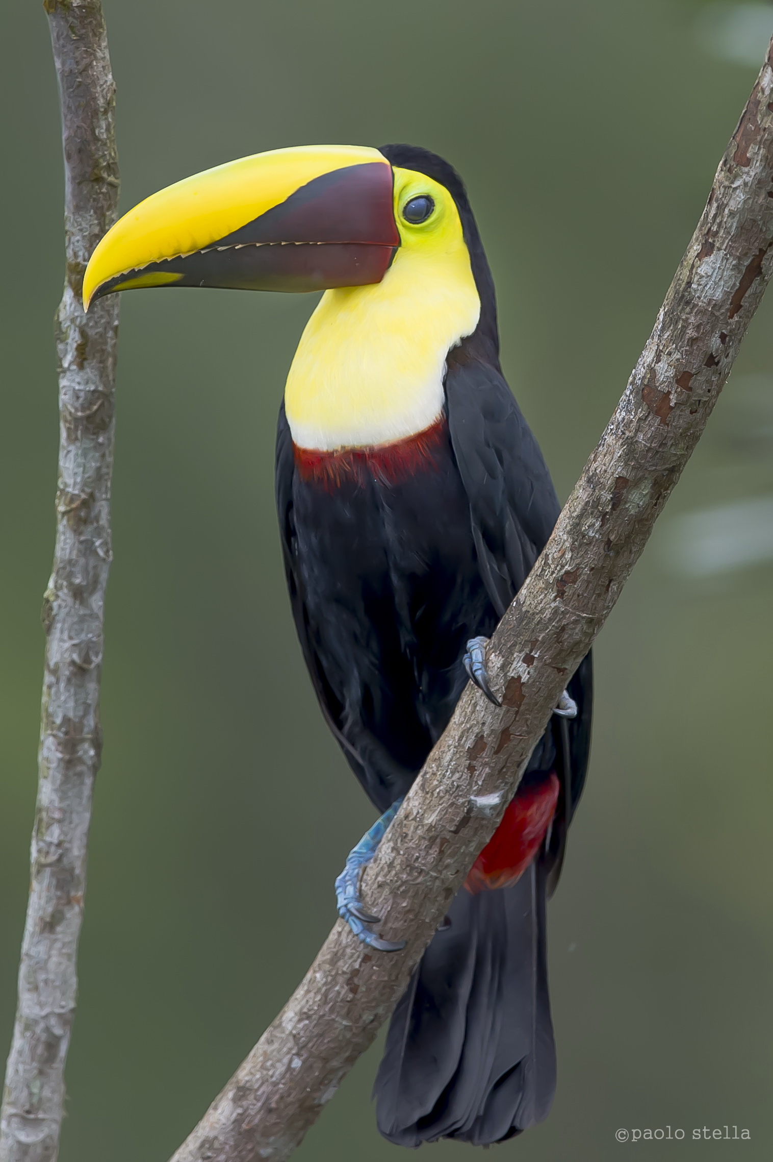 Chestnut-mandibled Toucan