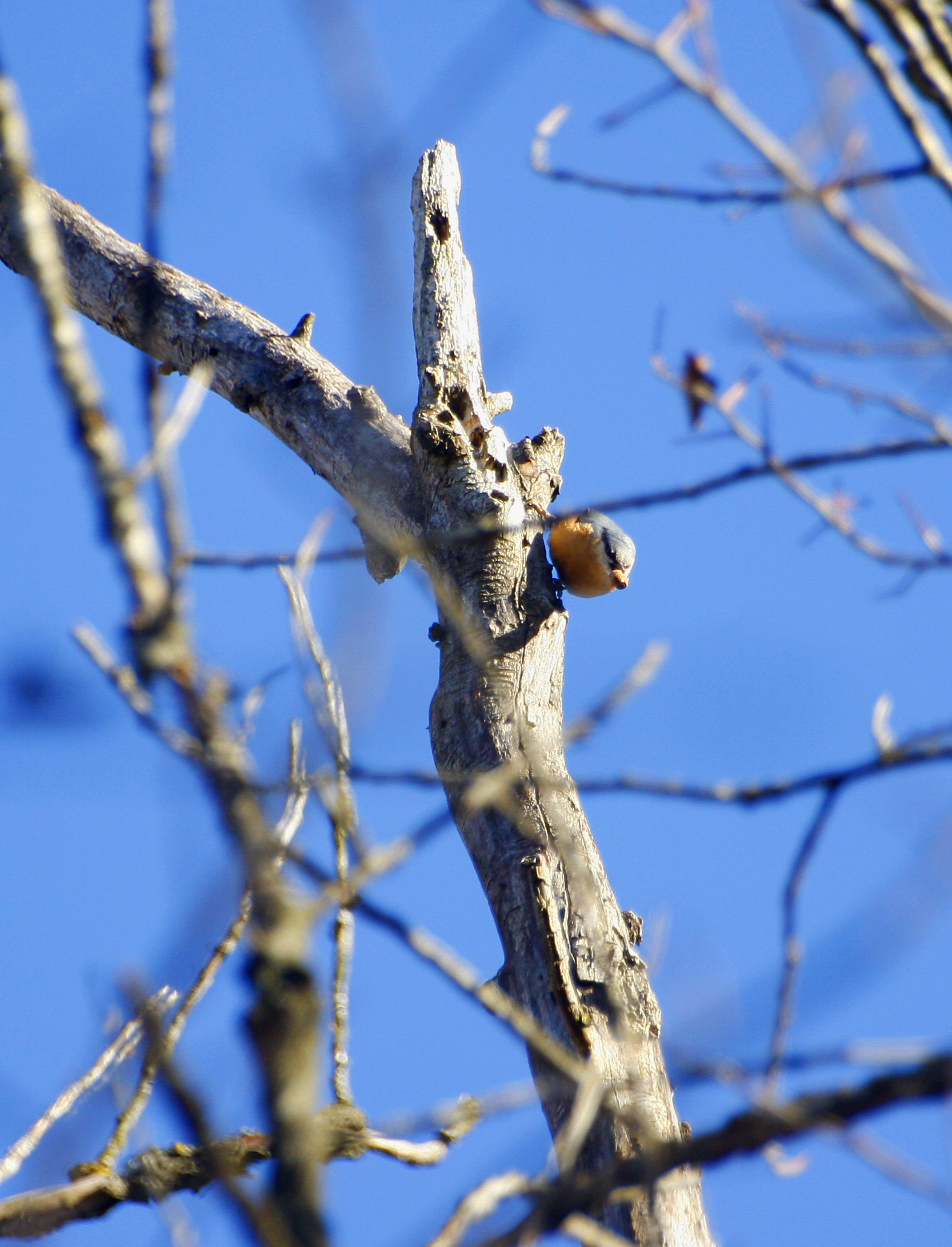 il murattore e la ghianda