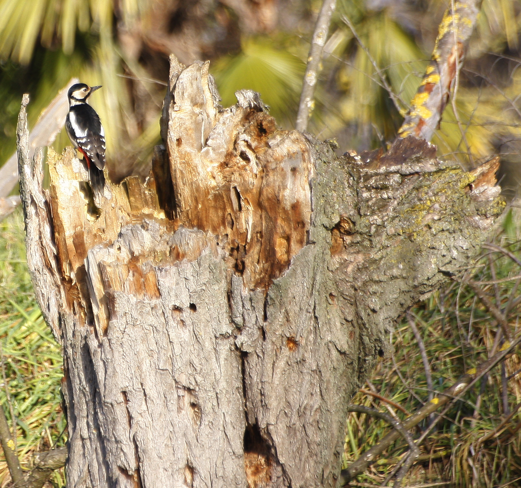 rosso maggiore e mangiatoia naturale