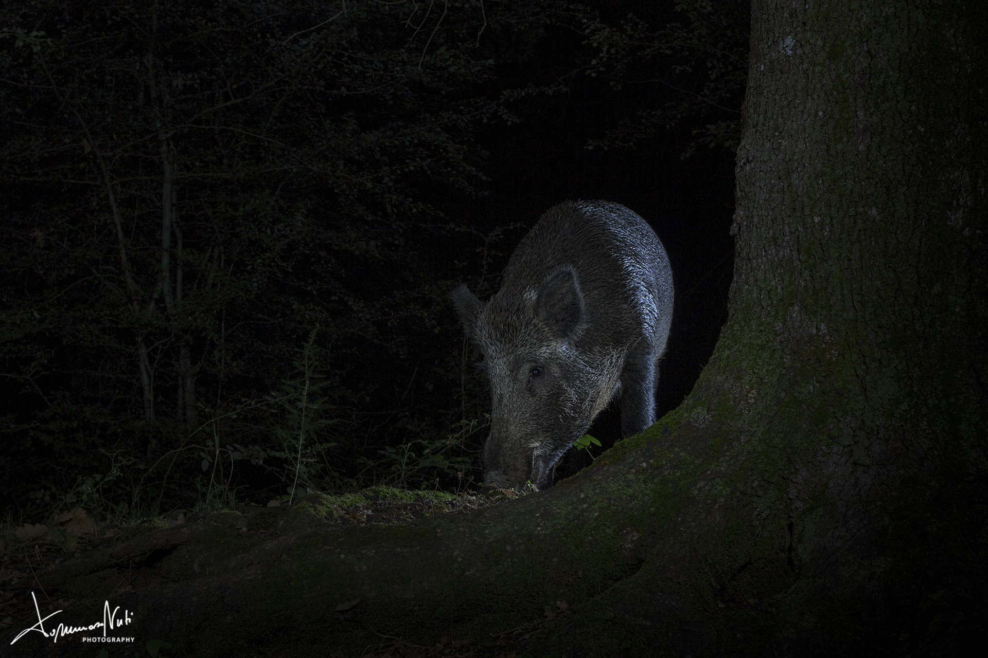 In the darkness on the woods