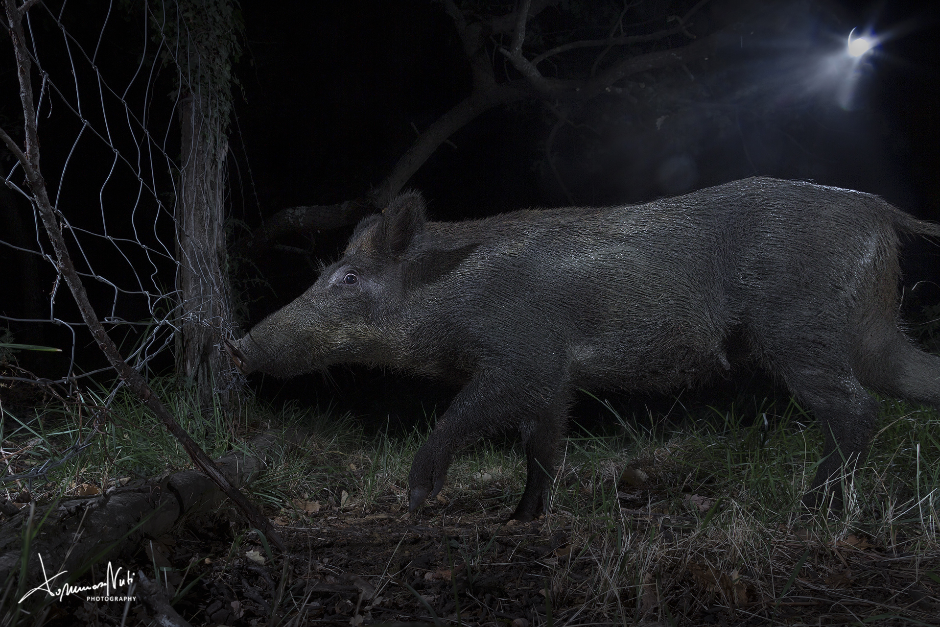 Nights as a fugitive