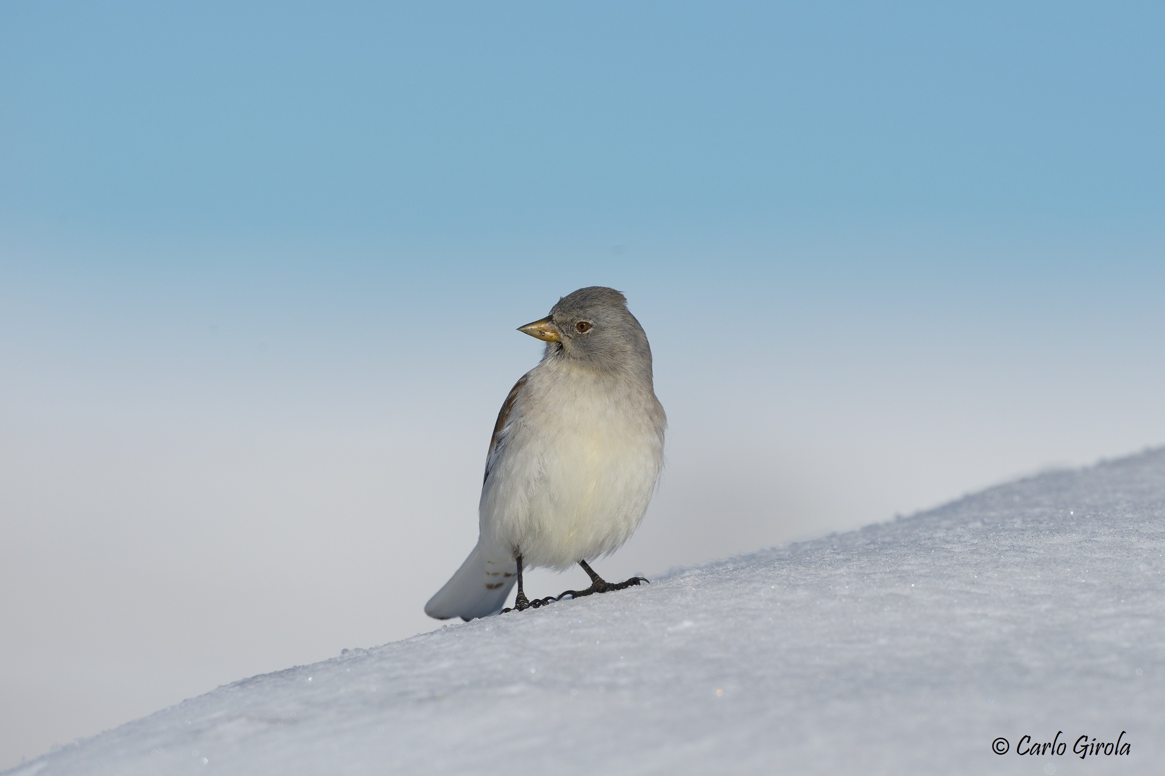 Fringuello alpino (Montifringilla nivalis)