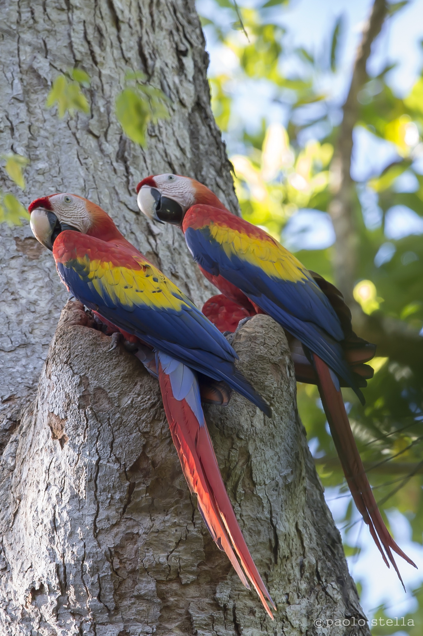 Scarlet Macaw couple's