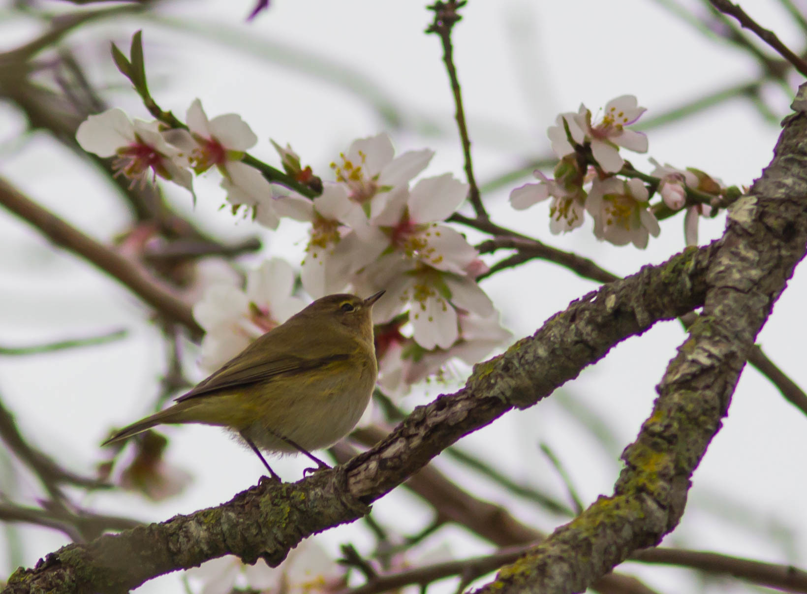 Sta arrivando la primavera