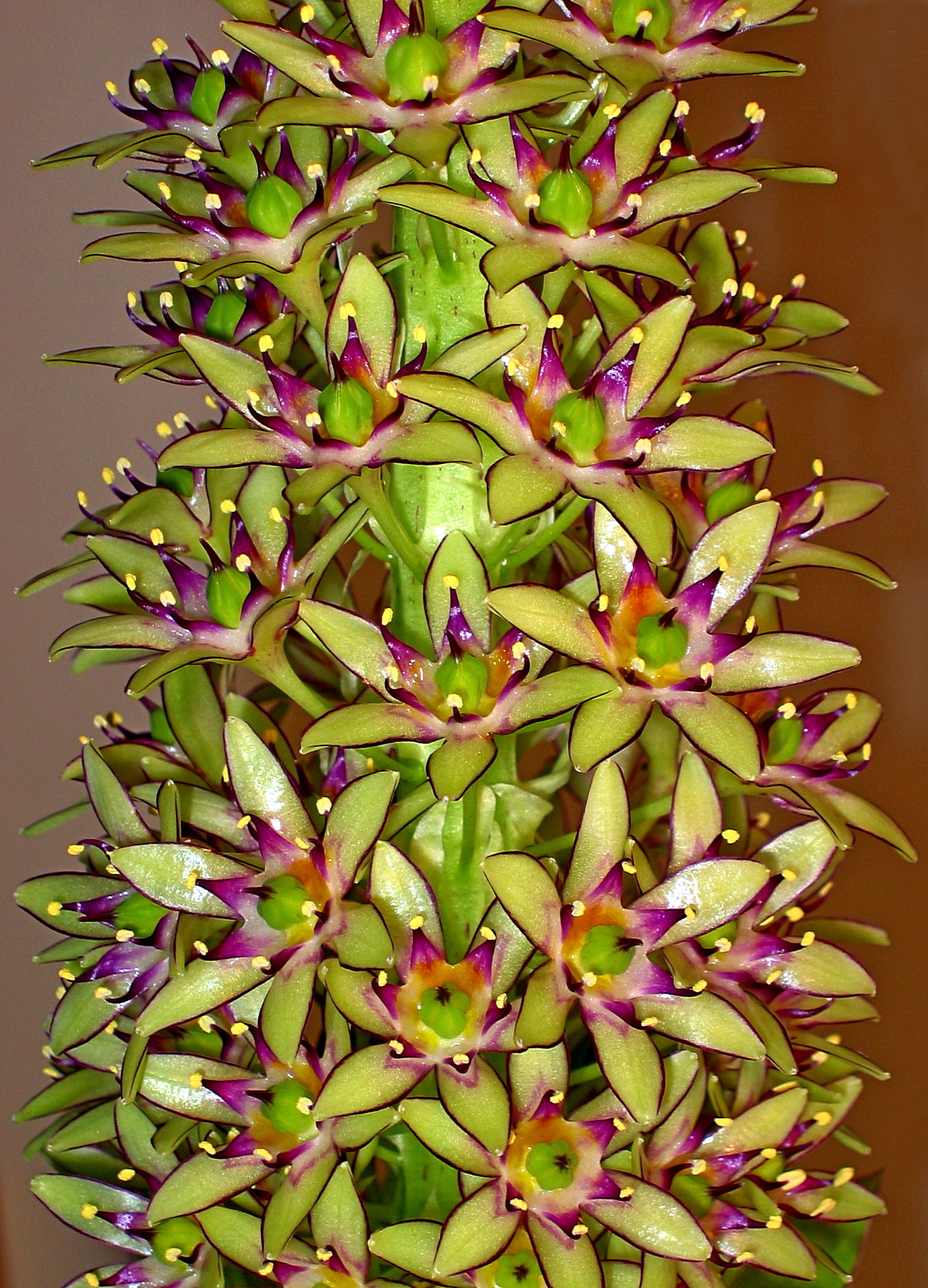 Eucomis