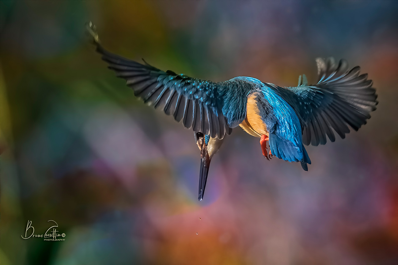 Kingfisher