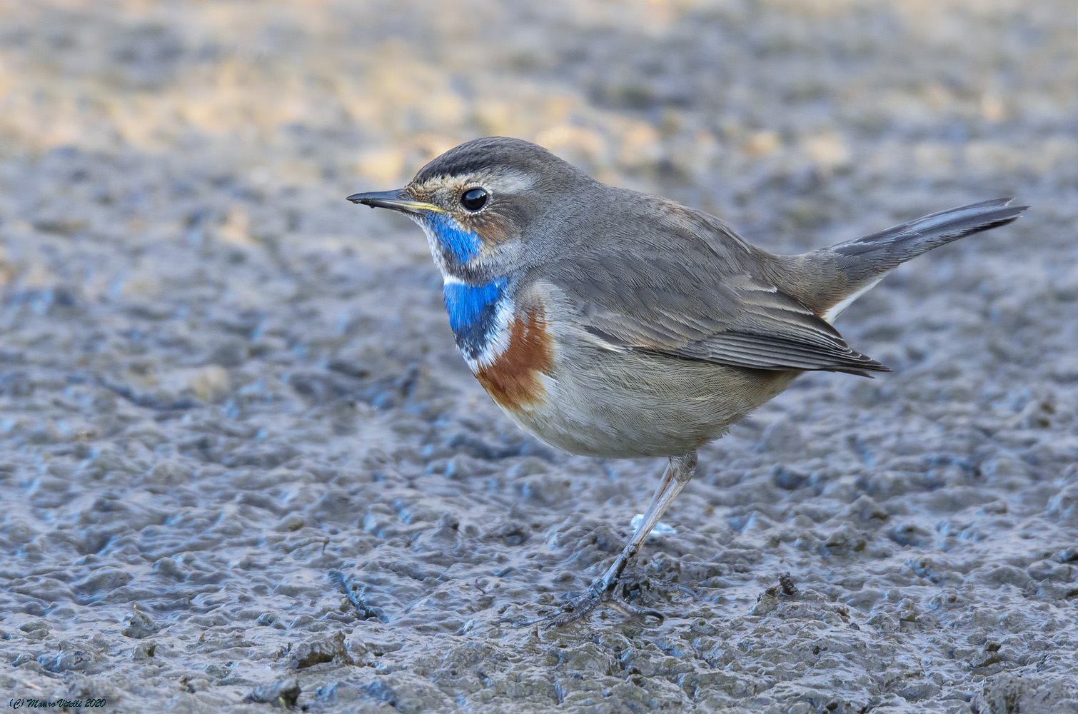 Pettazzurro (Luscinia svecica)