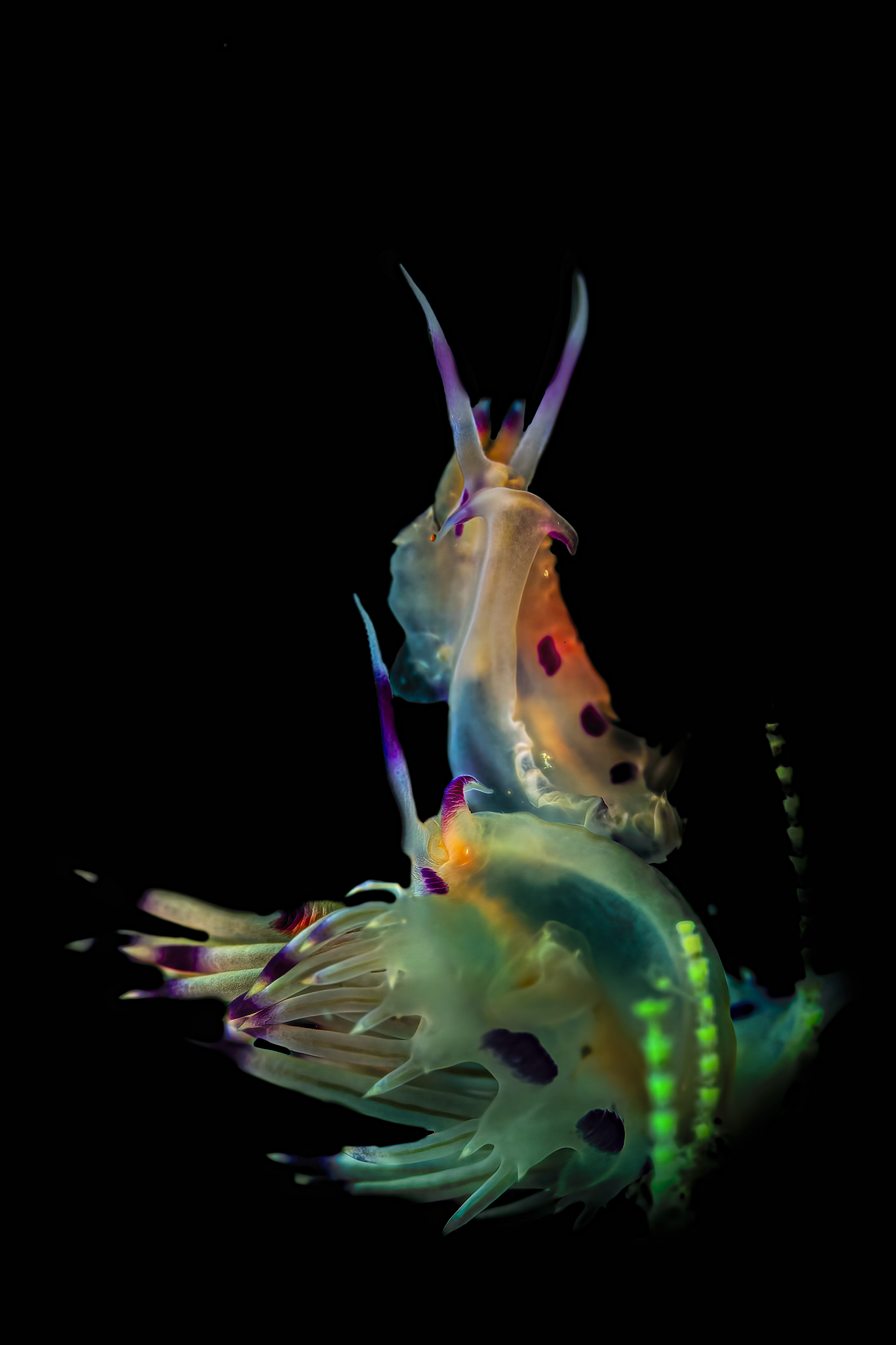 Coryphellina sp. love in the air