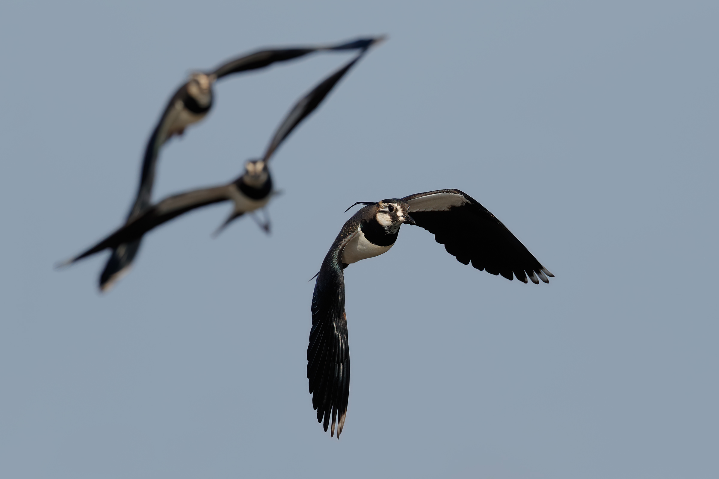 Lapwing