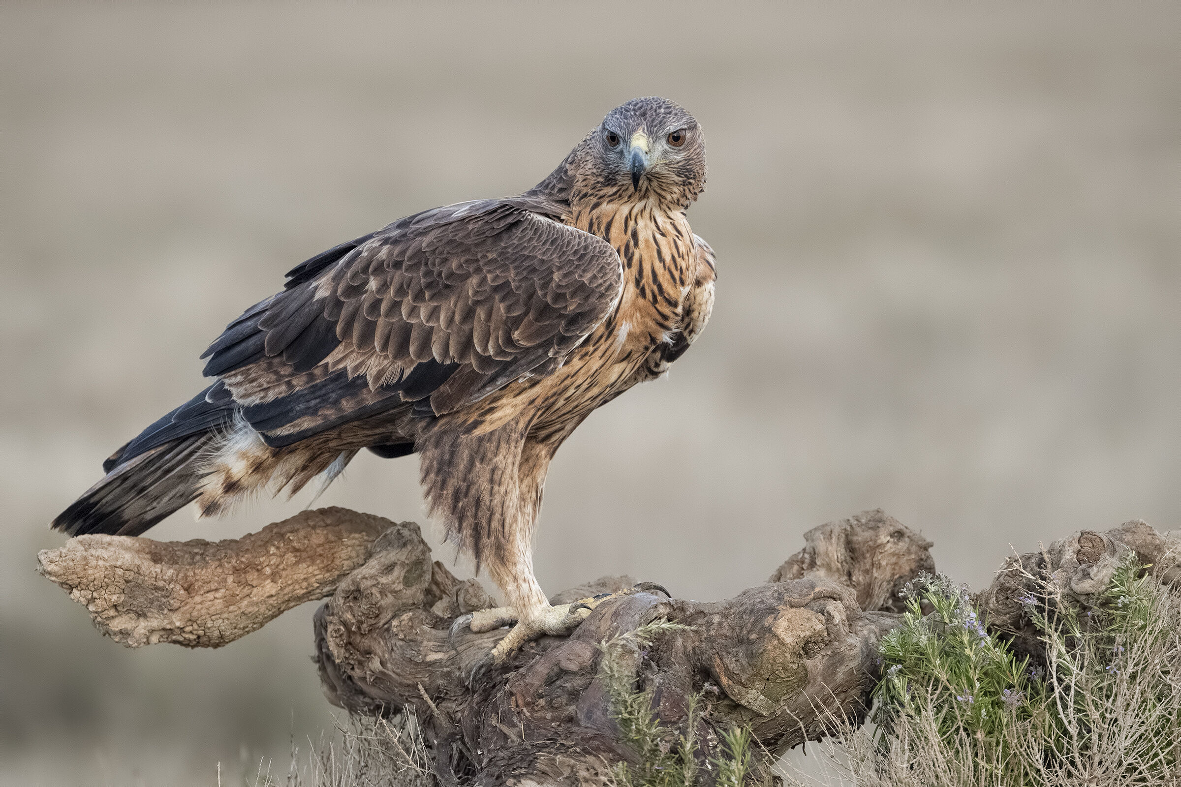 Bonelli's Eagle
