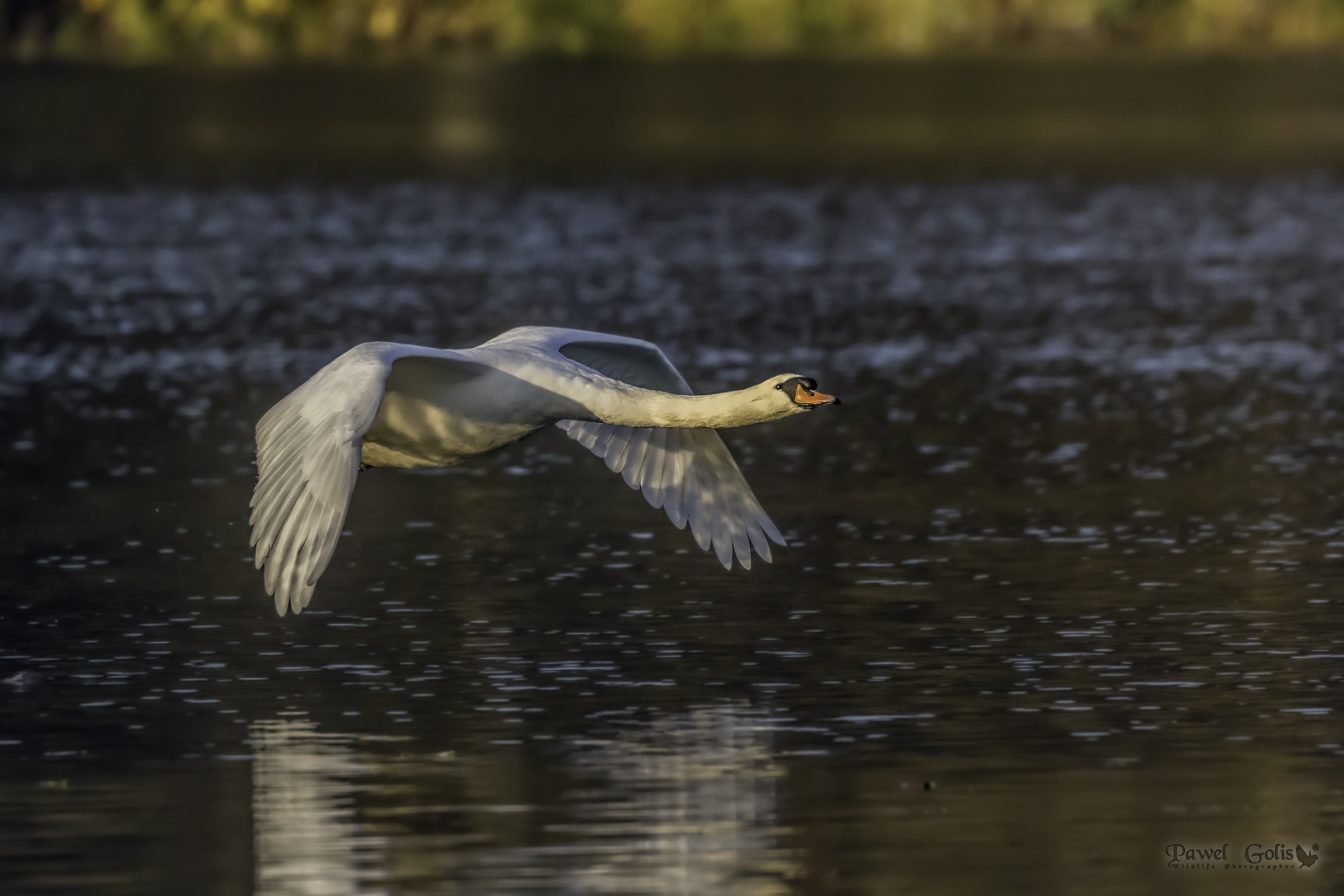 Cigni muti (Cygnus olor)