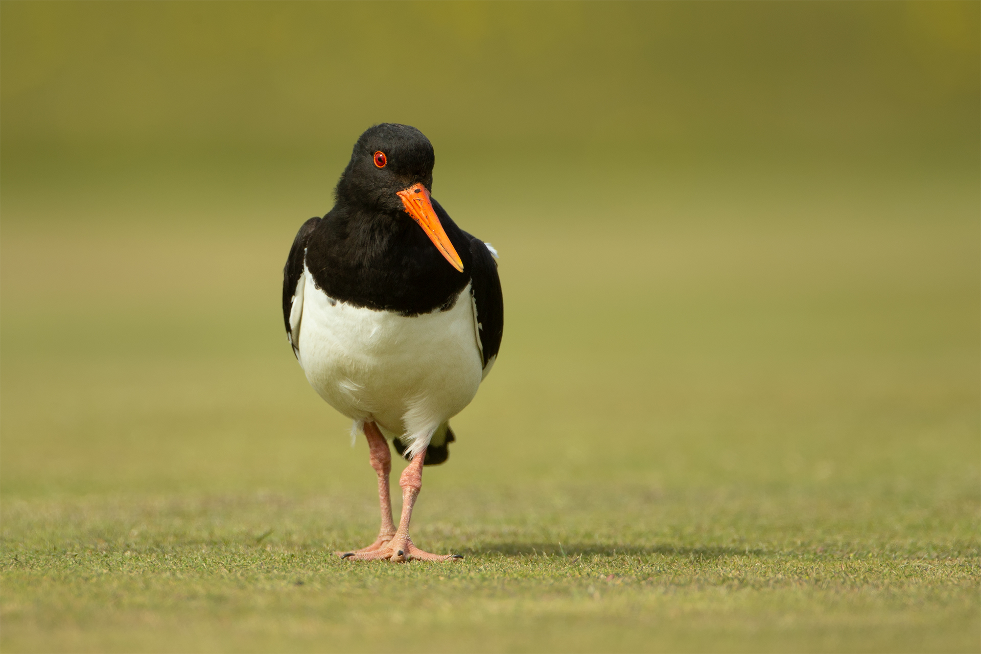 Ematopus ostralegus (ostriche eurasiatico)