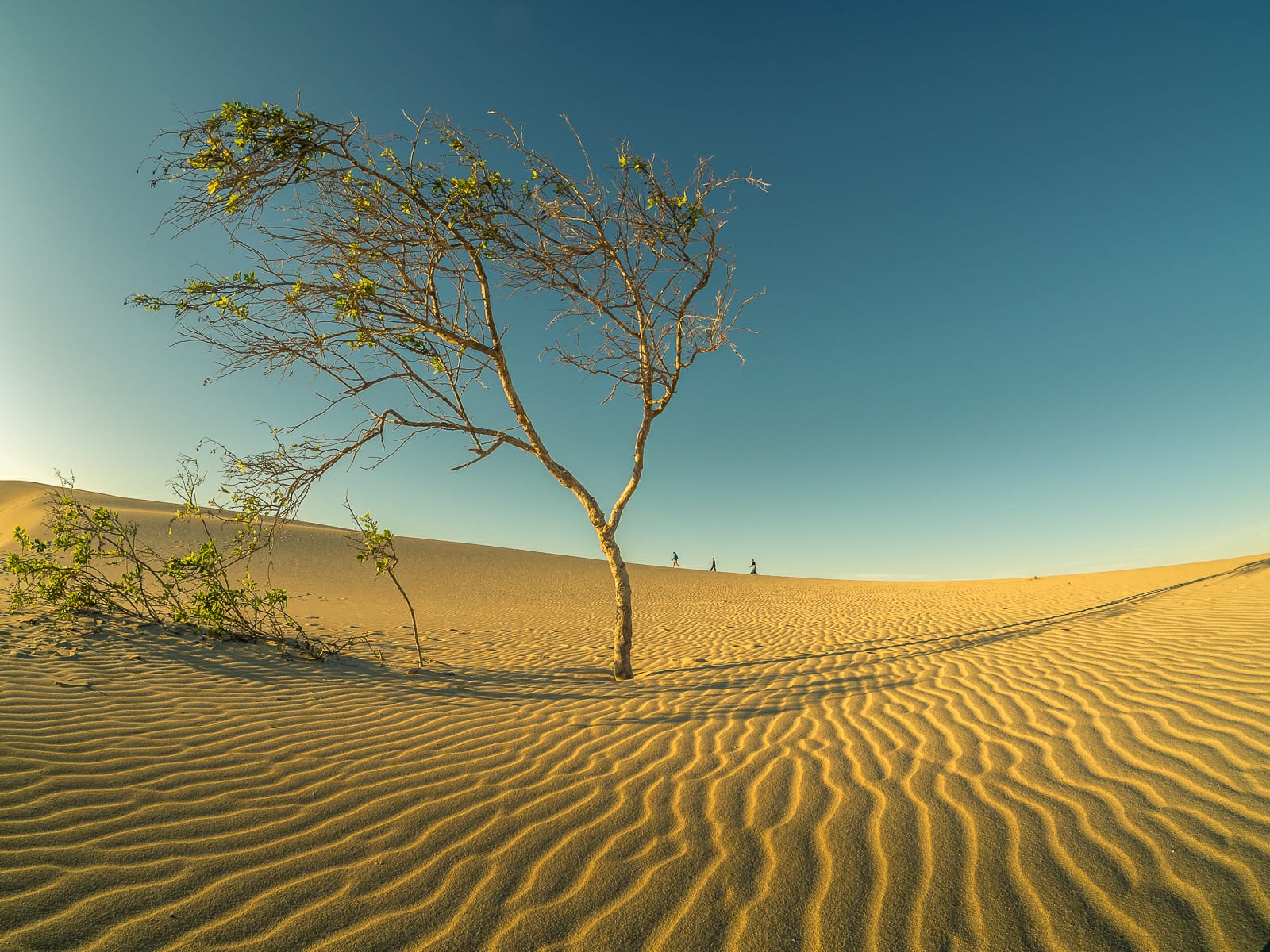 Deserto